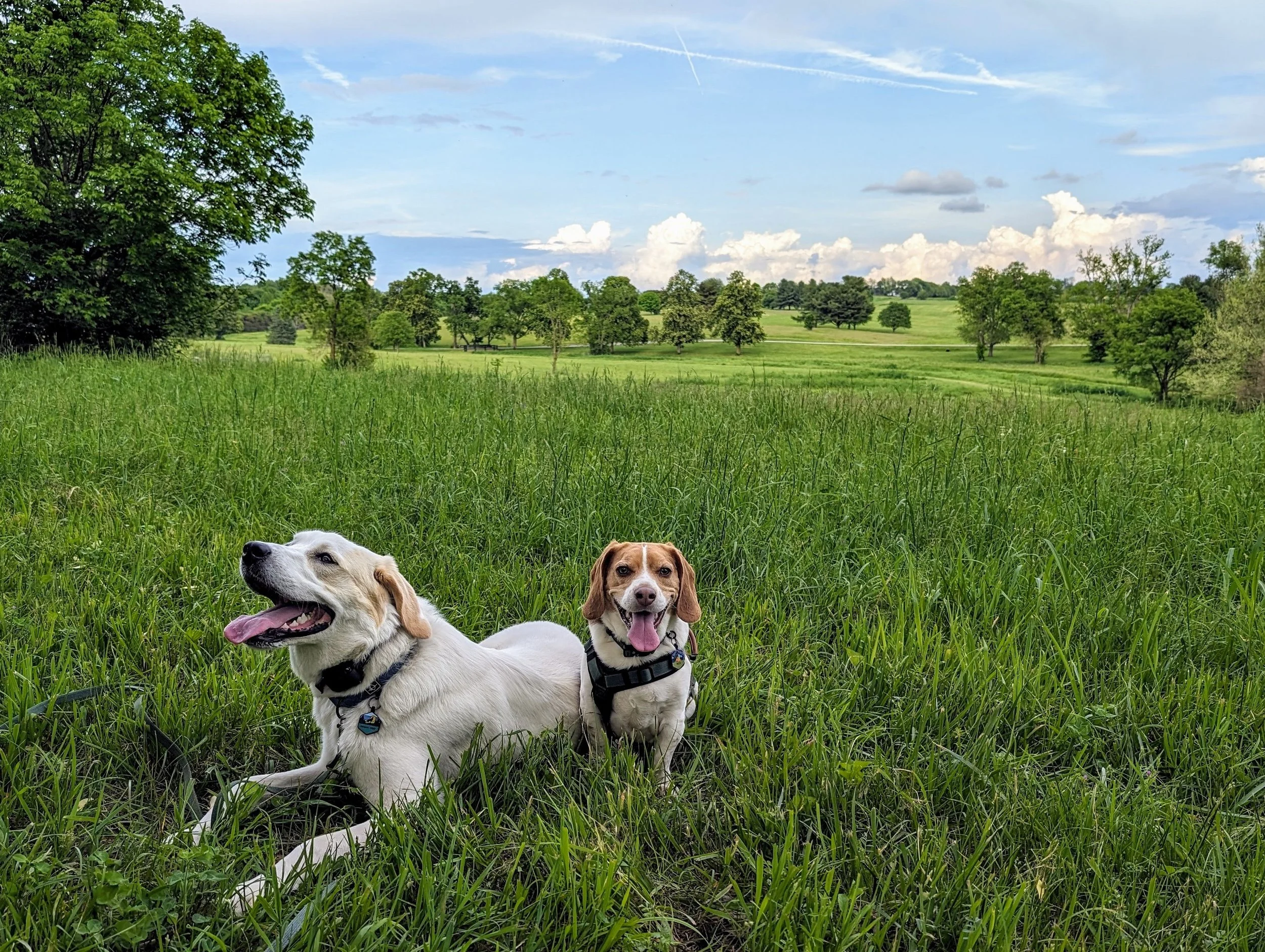 Two happy dogs wearing harnesses sit in a grassy meadow with rolling fields, trees, and a blue sky in the background.