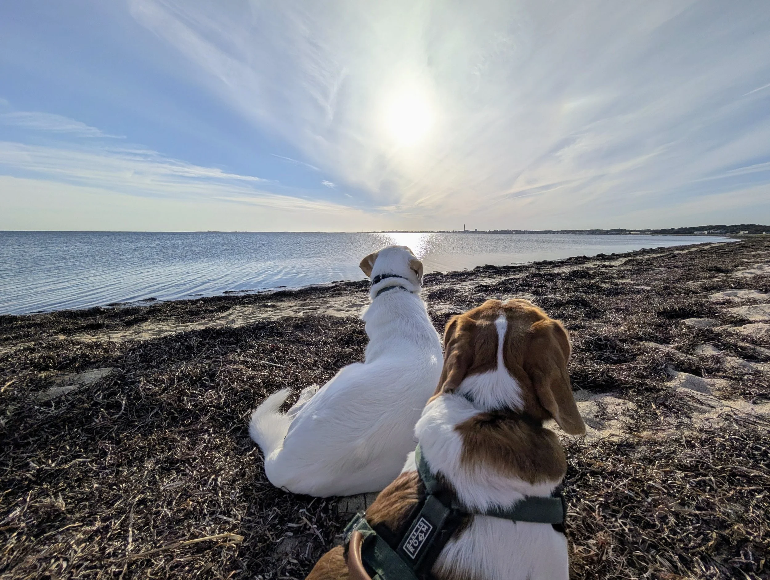 Two dogs sitting on a seaweed-covered beach overlooking calm water at sunset