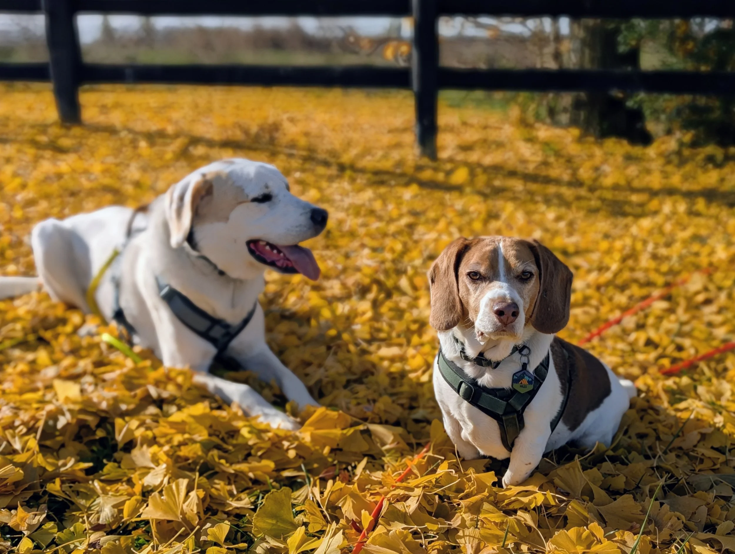 Two dogs playing on a lawn covered in golden autumn leaves.