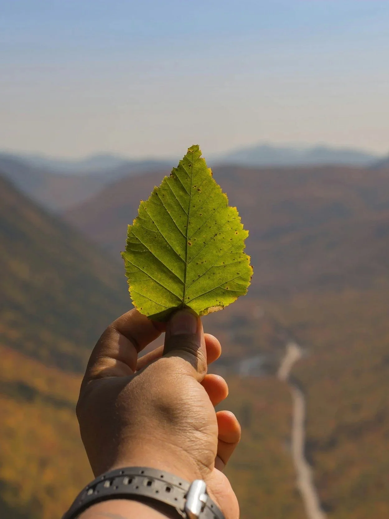 Person holding a green leaf with a mountain landscape in the background.