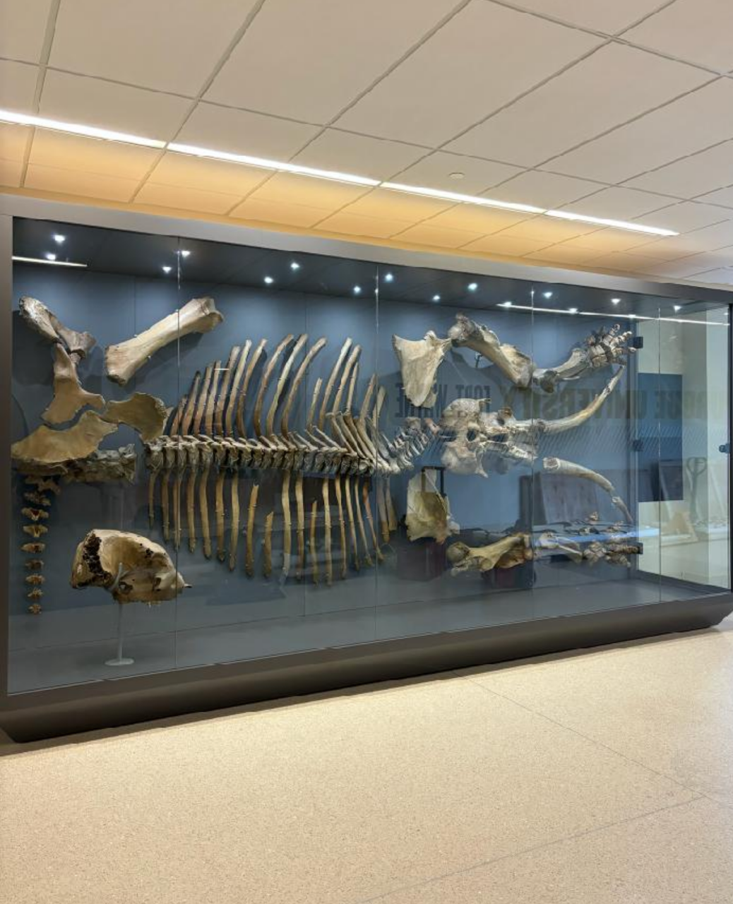 Fossilized skeleton of a prehistoric fish displayed in a museum case
