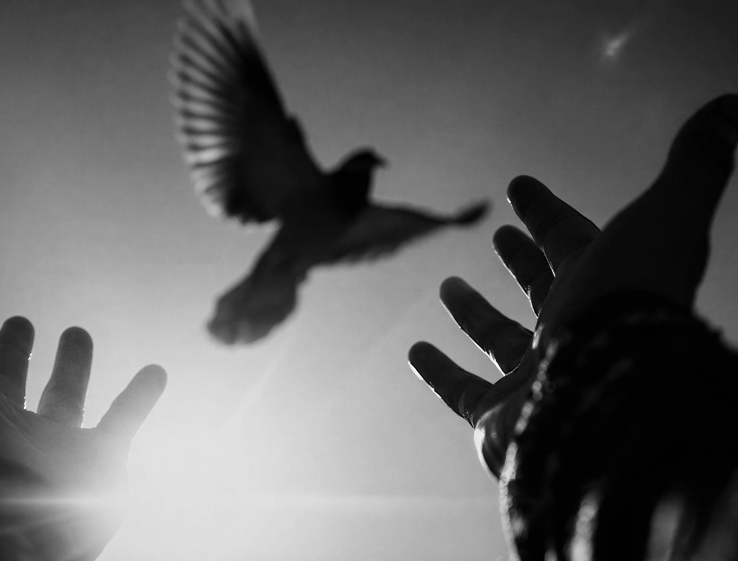 A black and white photograph of a person's hand reaching upward towards a flying bird, with other hand gestures visible in the foreground and background.