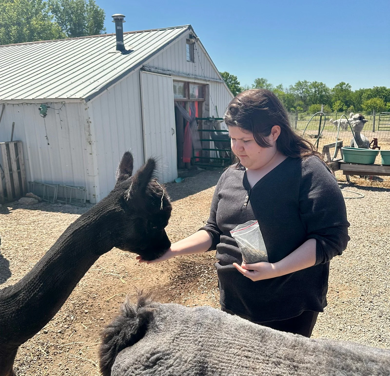KC developmentally disabled program - client feeding an alpaca