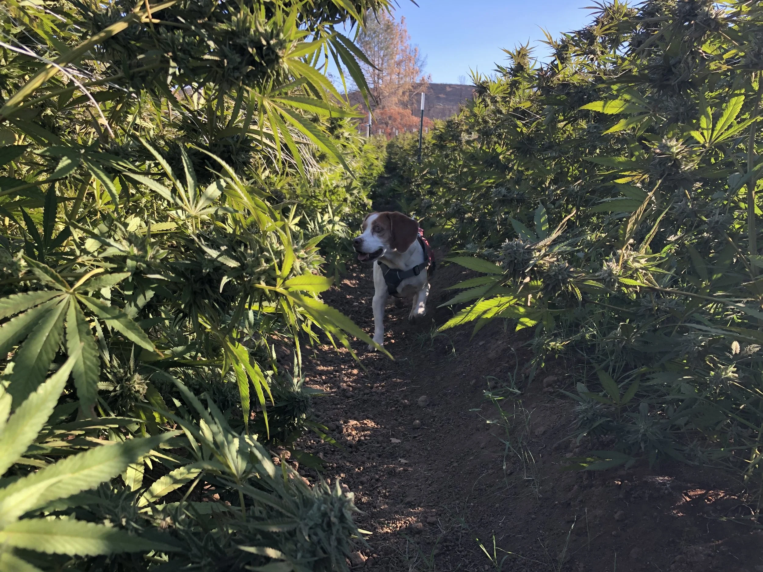 A dog walking along a dirt path through a field of large cannabis plants with leaves and buds, with a mountain and blue sky in the background.