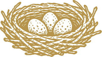Bird's nest with three speckled eggs inside
