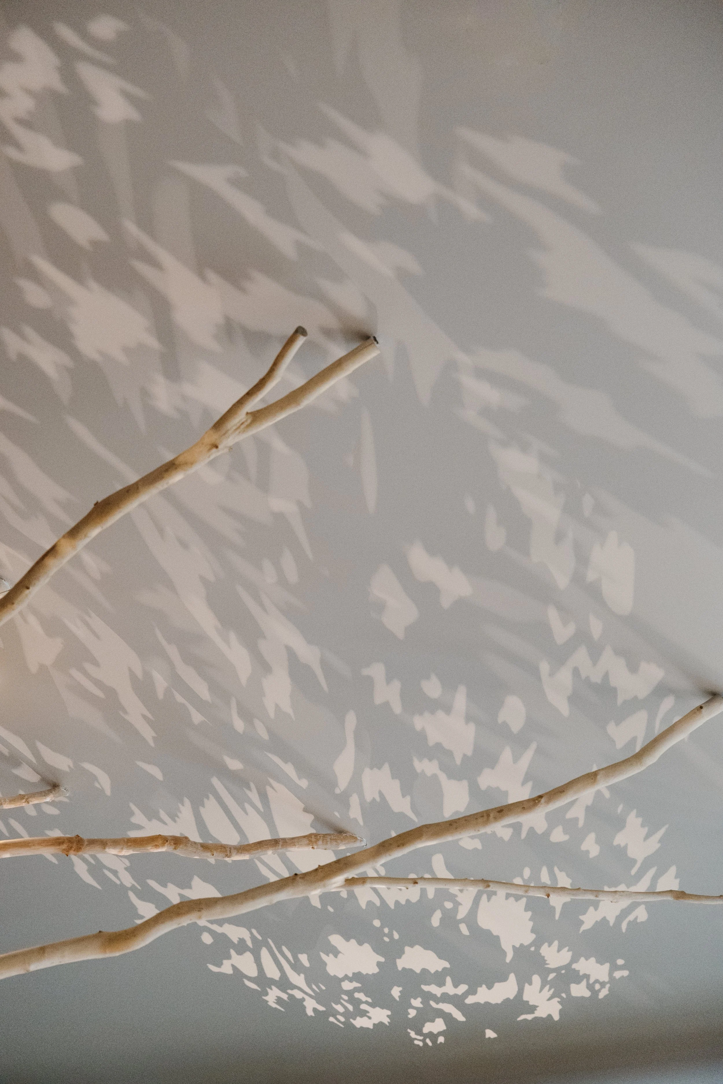 Close-up of dried branches on a ceiling with a shadow of leaf patterns cast on the ceiling.