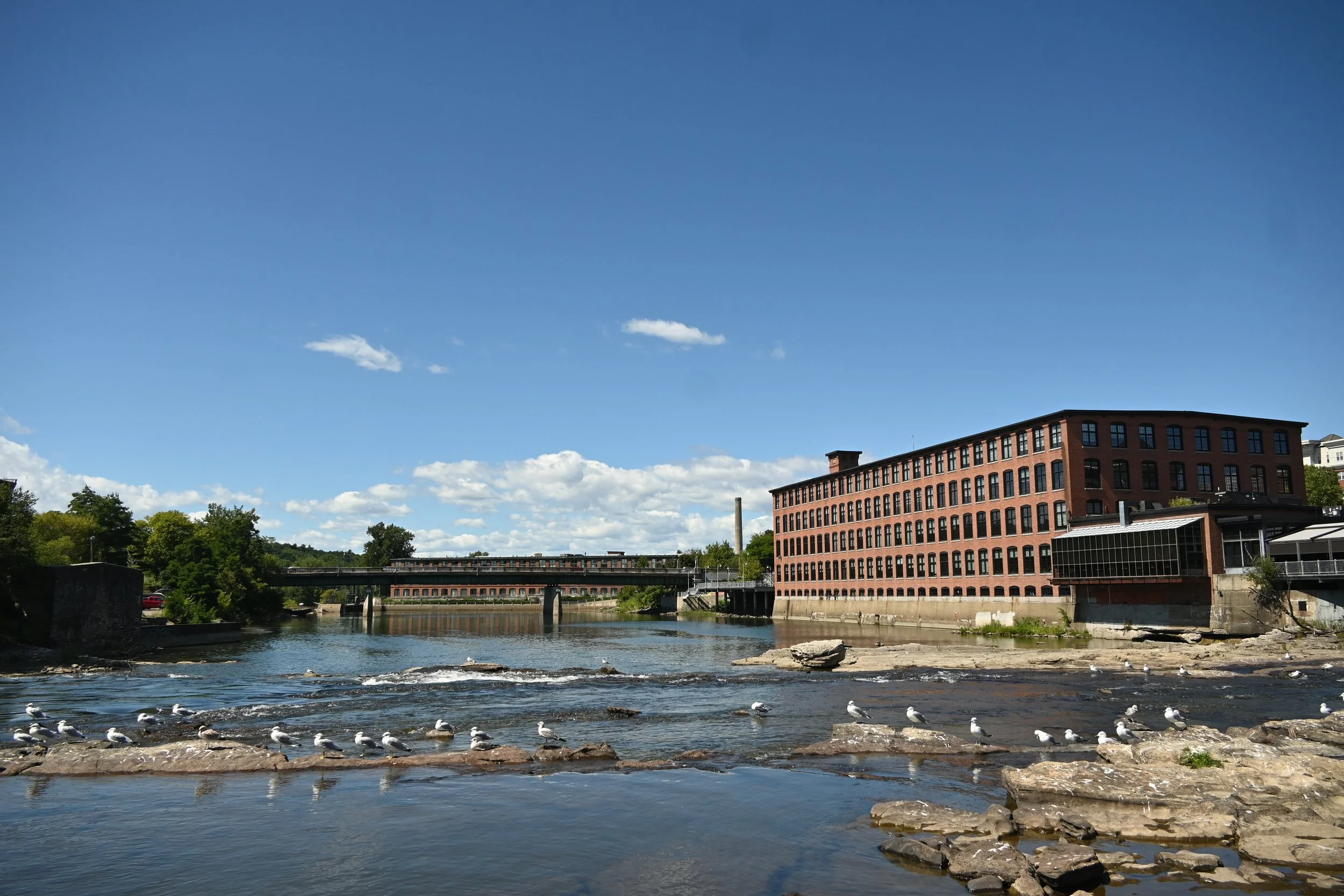 A river with rocks and seagulls in the foreground, a modern red brick building on the right, trees in the background, and a bridge crossing the river with a train on it, all under a clear blue sky with a few small clouds.