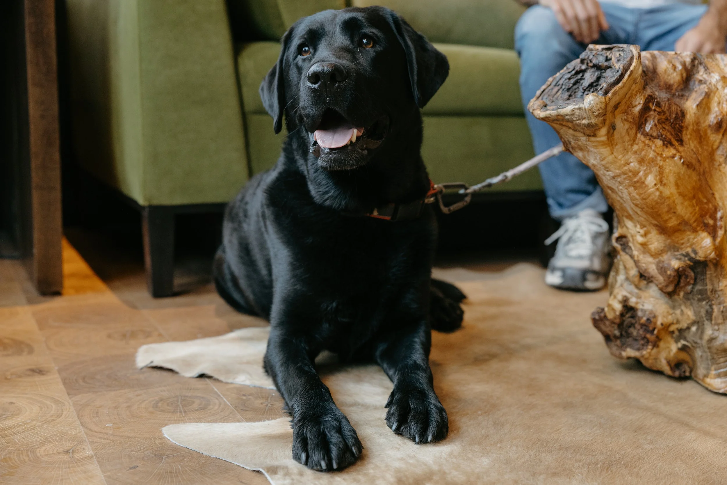 A black Labrador retriever puppy sitting on a beige rug indoors, with a wooden table to the right and a green sofa in the background.