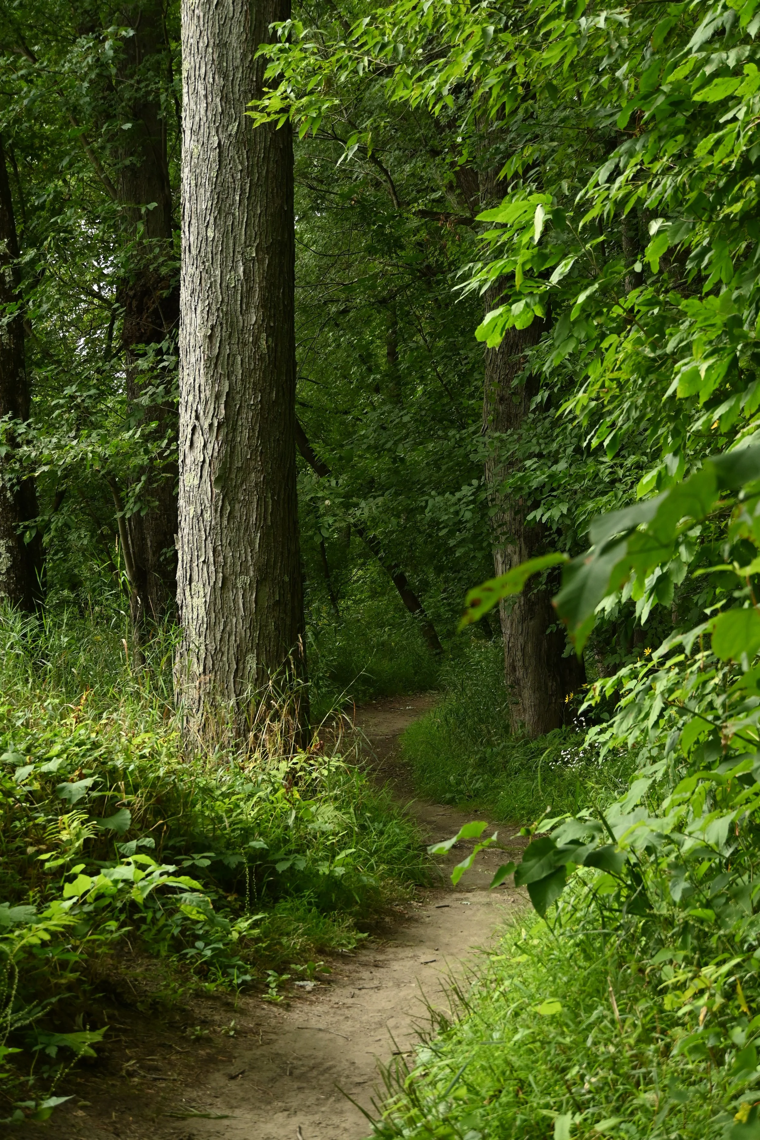 A narrow dirt trail through a lush green forest with tall trees and dense foliage.