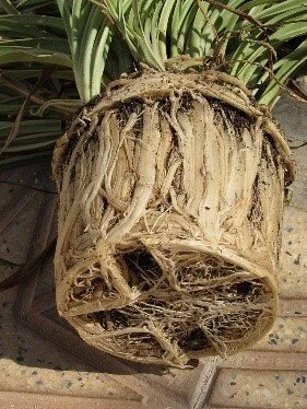 Root Bound