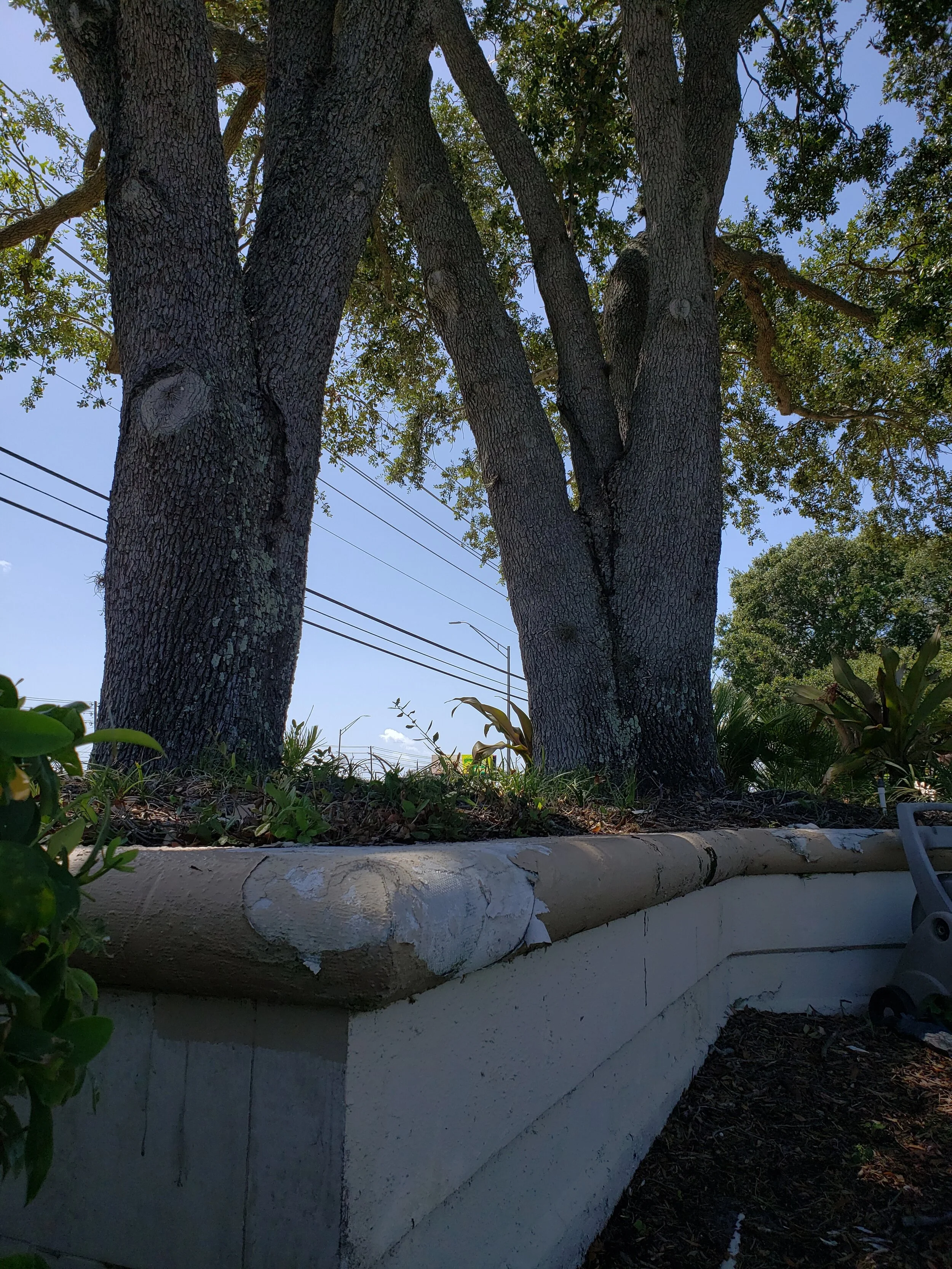 Oaks in Planter