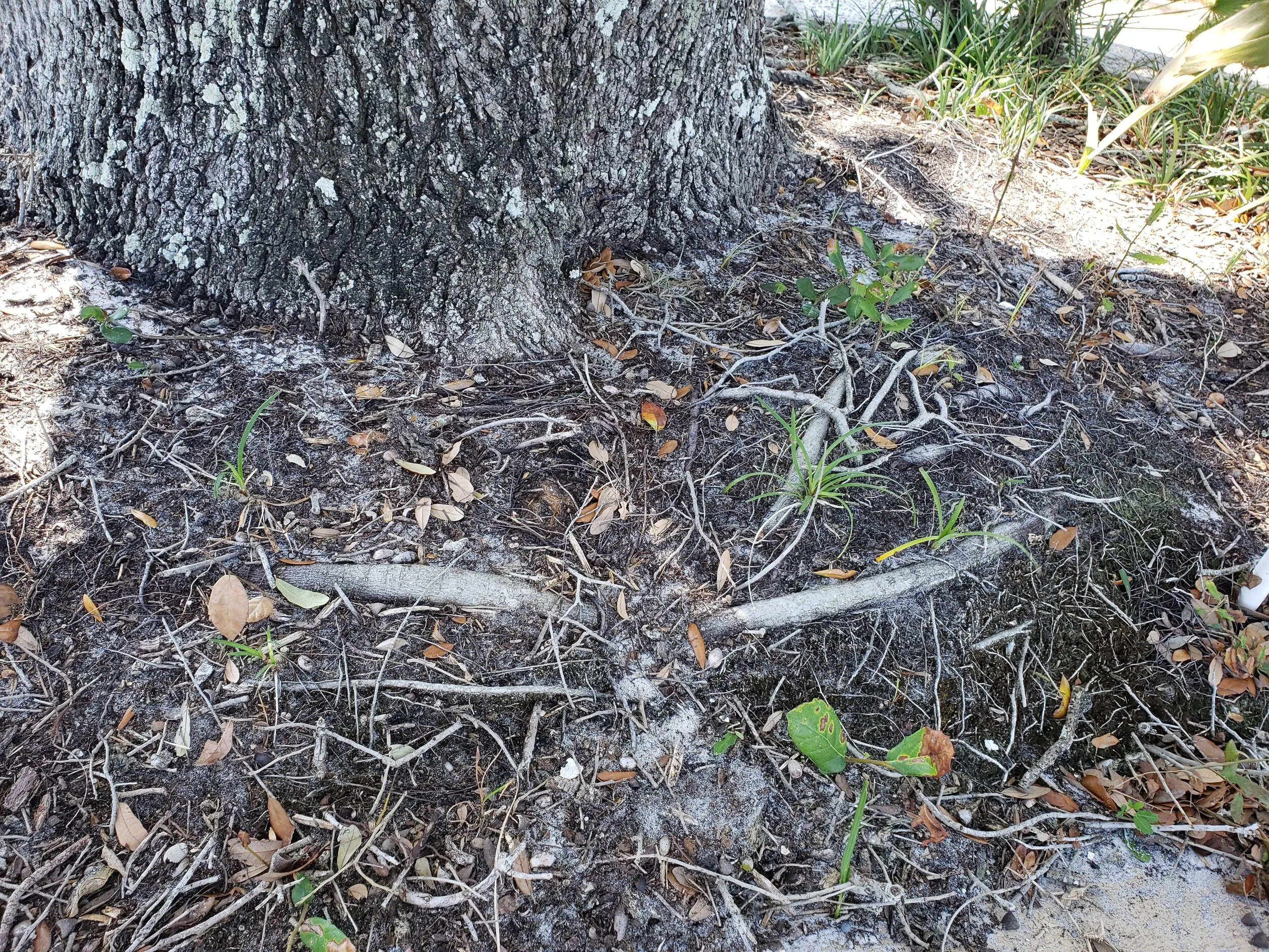 Girdling Roots
