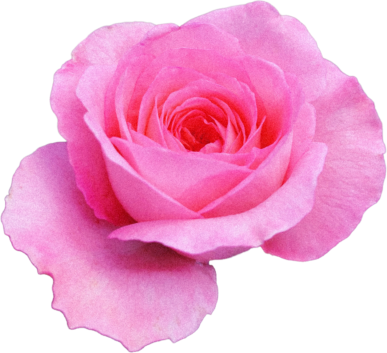 Close-up of a pink rose with layered petals.