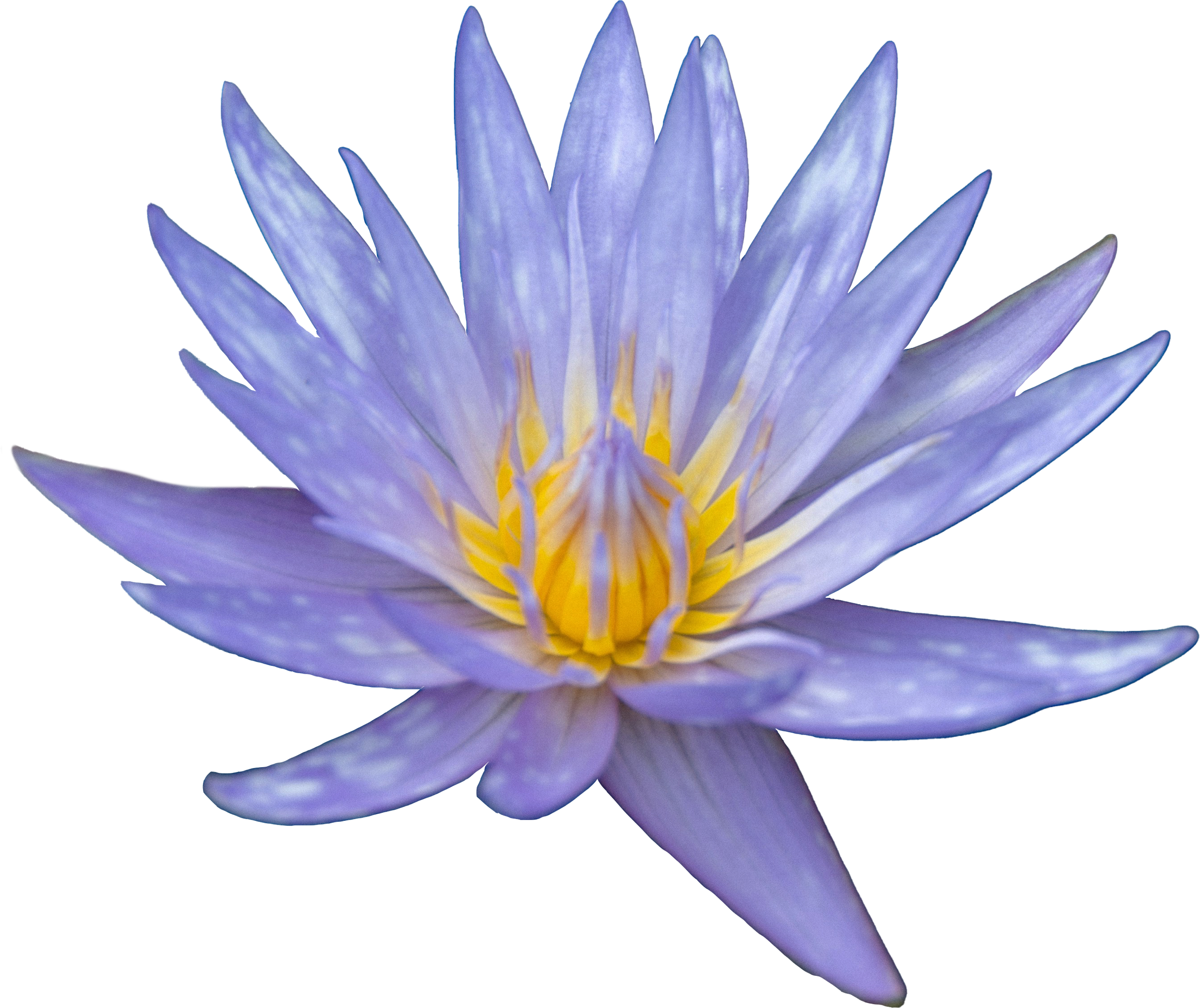 Close-up of a purple water lily flower with yellow stamens.