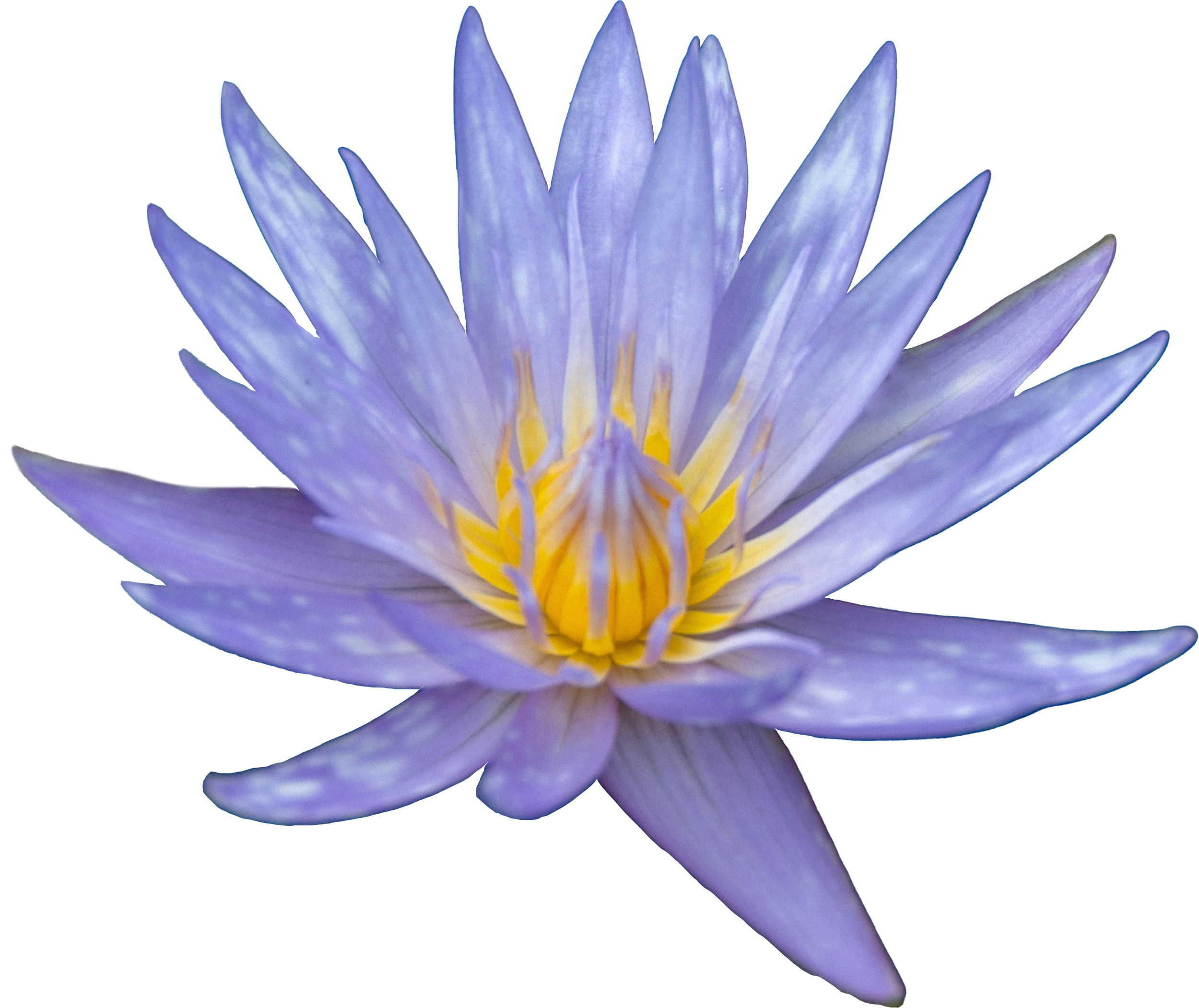 Close-up of a purple water lily flower with yellow and white center.