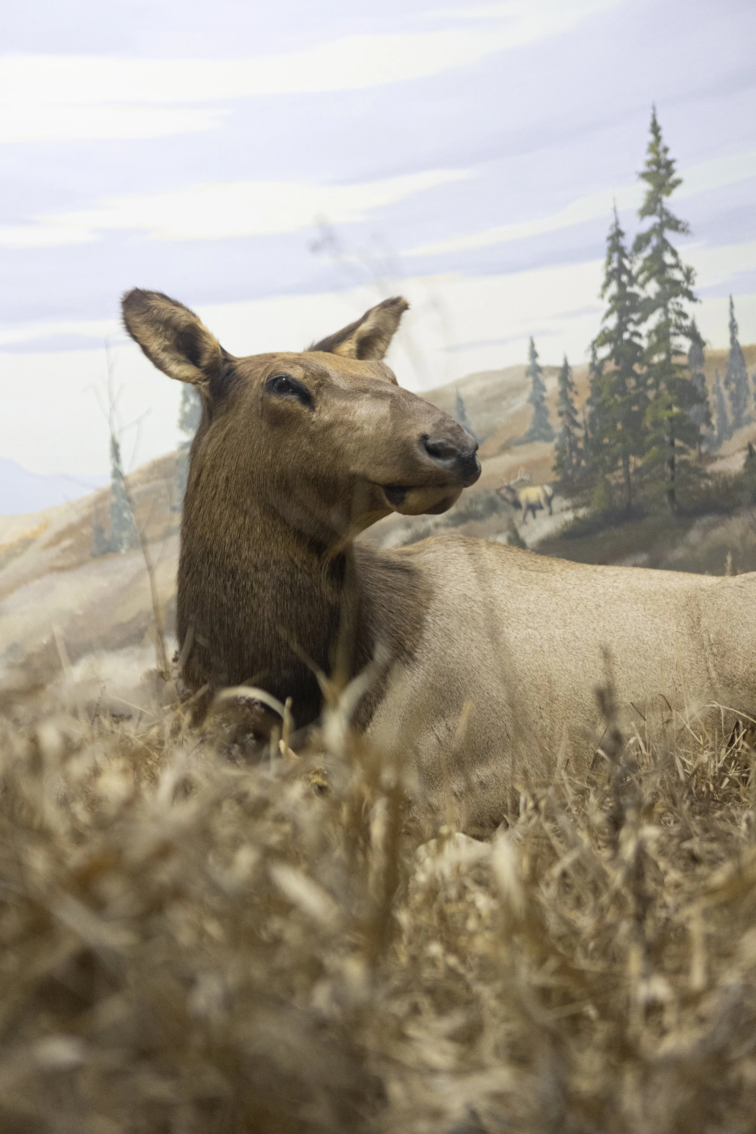 Un wapiti dans un décor naturel avec des arbres et un paysage de montagnes en arrière-plan.