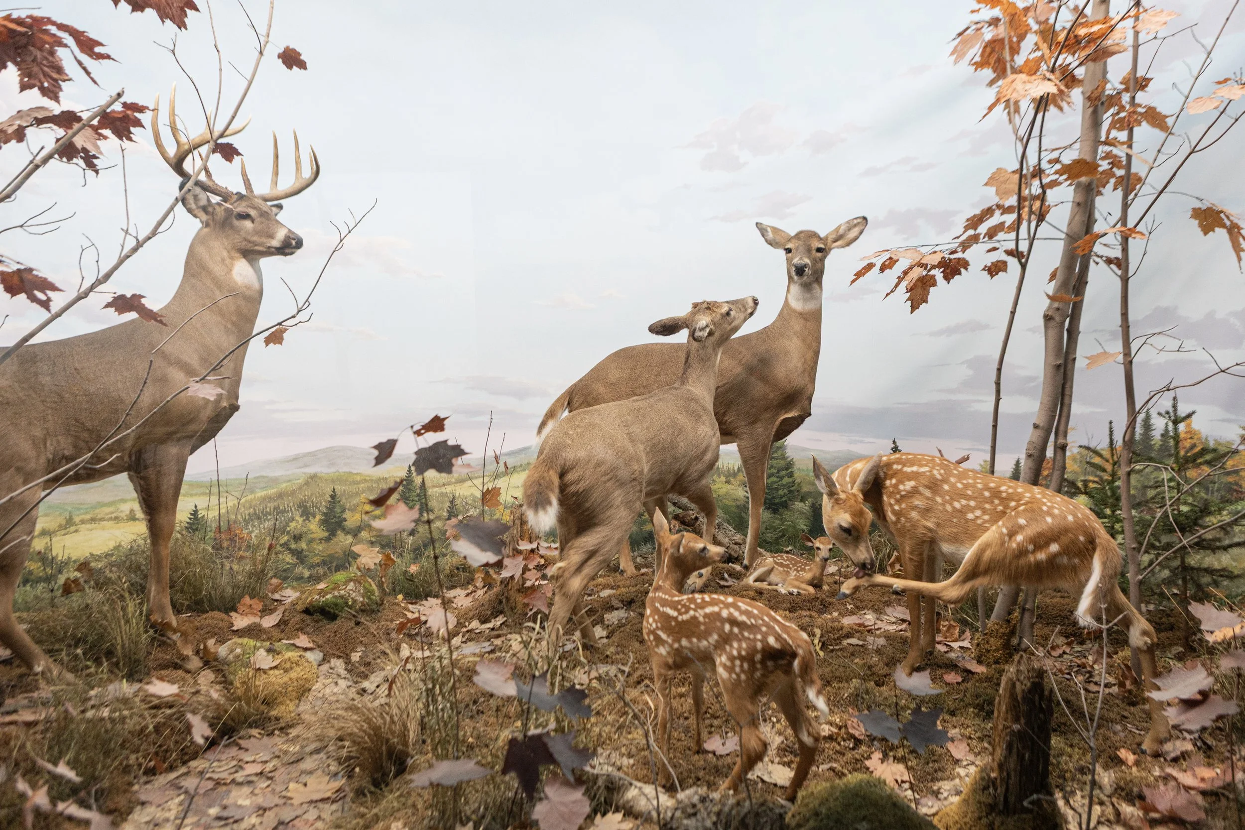 Photo d’un groupe de cerfs, dont certains avec des bois, dans une forêt pendant l’automne, avec des feuilles tombées et des arbres aux feuilles orange.