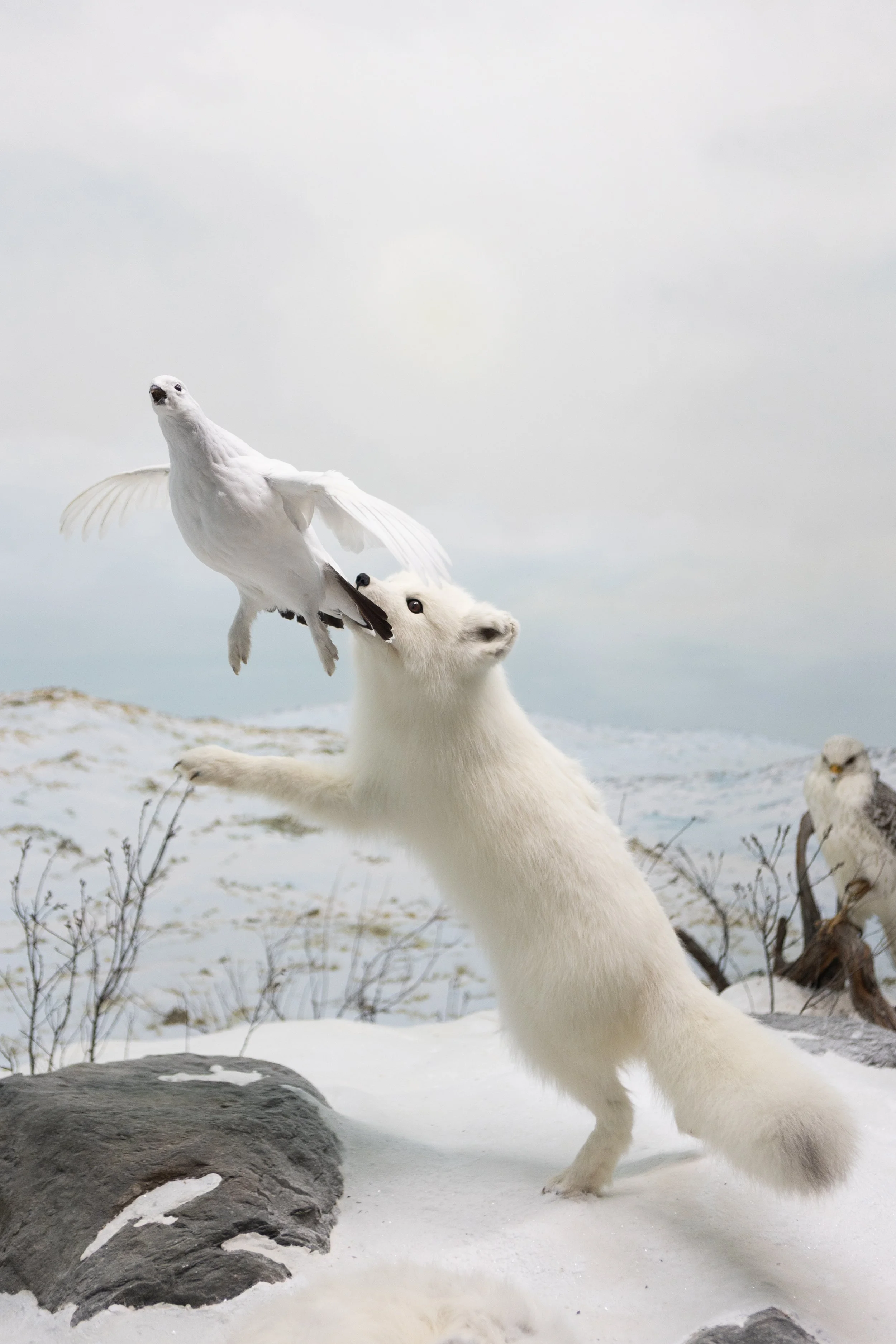 Un tetras arctique blanc avec un renard polaire blanc en arrière-plan dans un paysage enneigé avec quelques rochers et un ciel nuageux.