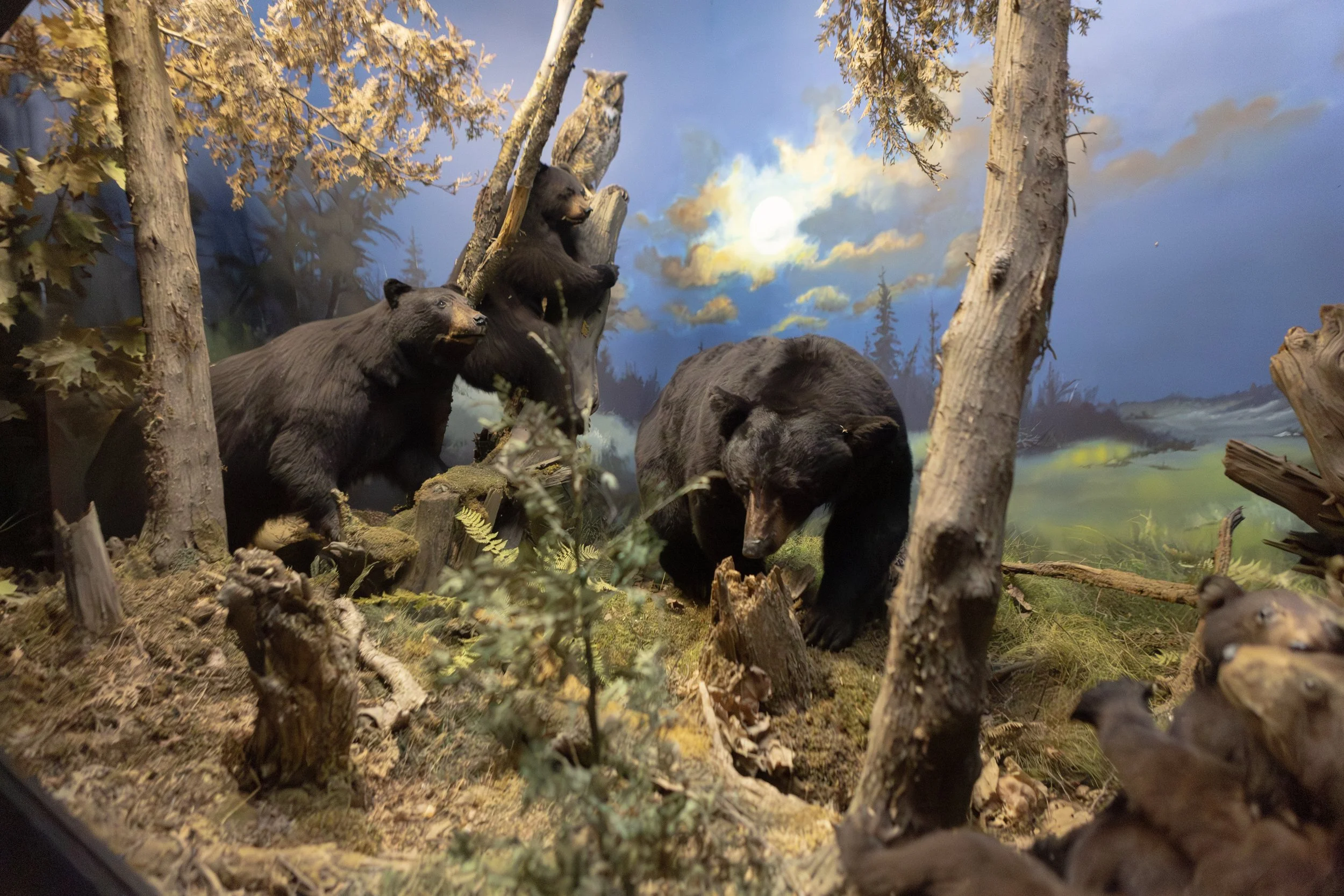 Une scène de forêt avec trois ours, deux se nourrissant et un perché dans un arbre, avec un ciel nuageux et la lune en arrière-plan.