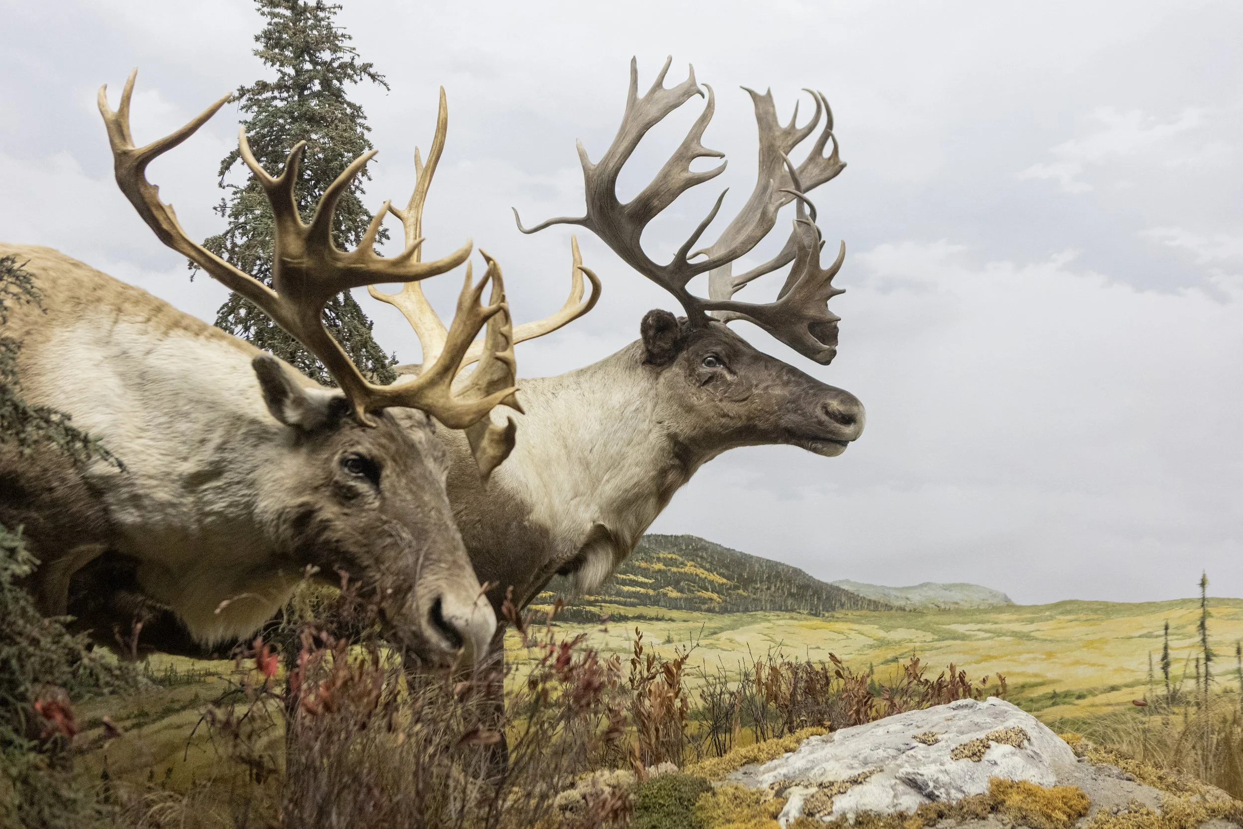 Deux caribous avec de grandes ramures dans un paysage rural avec des collines verdoyantes et un ciel nuageux