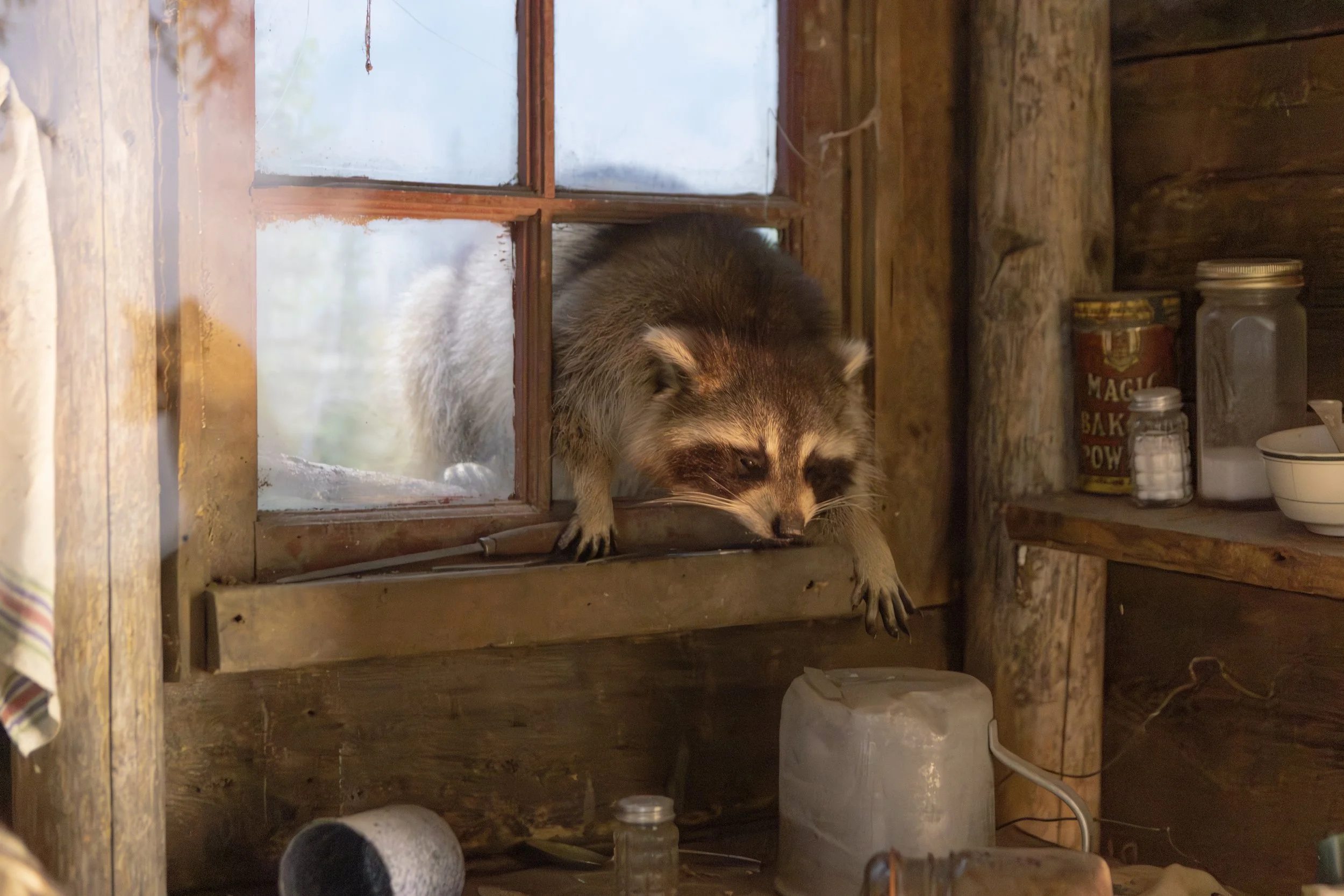Un animal, probablement un raton laveur, sort d'une petite fenêtre en bois d'une cabane en bois.