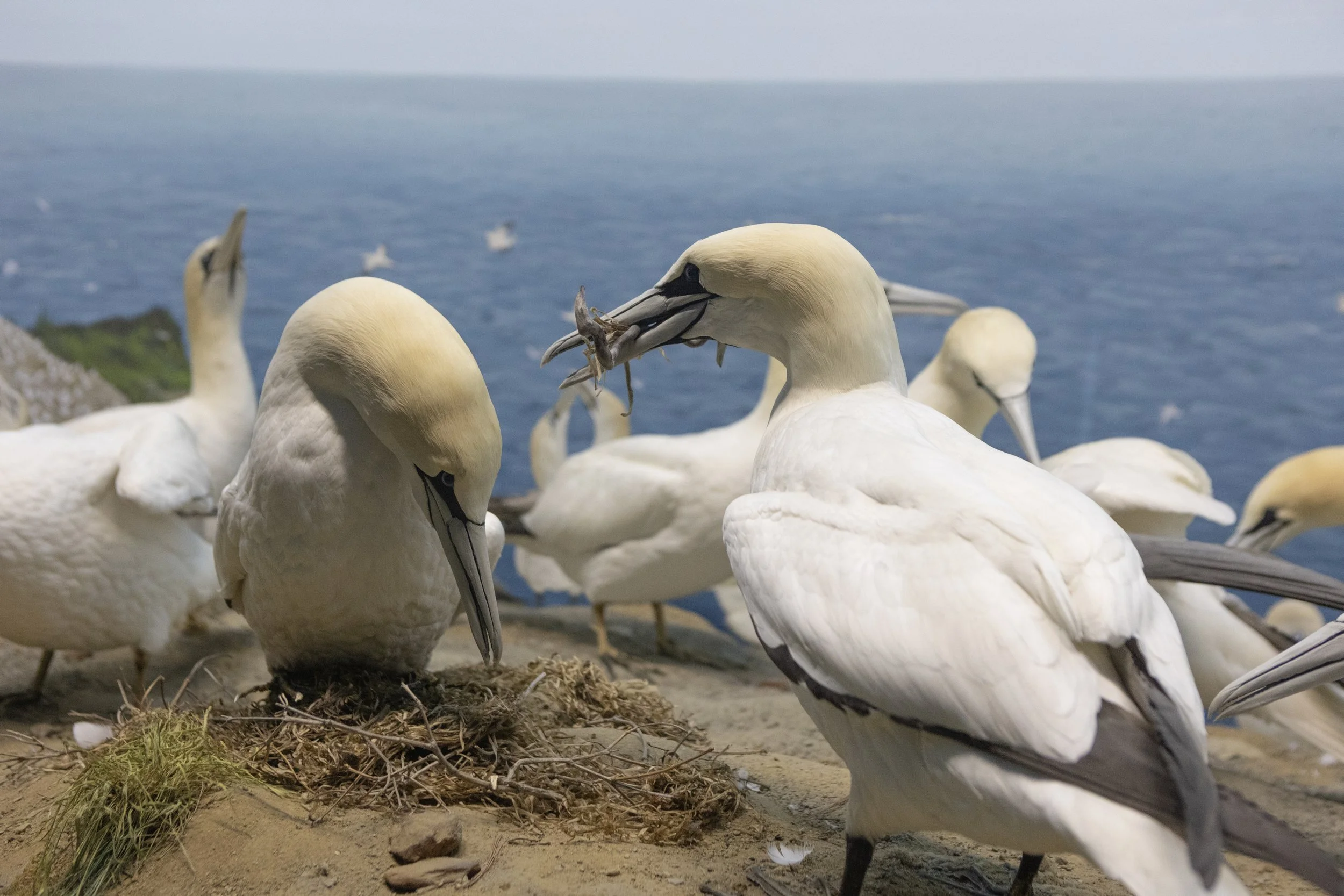 Groupe de Fous de bassan se tenant sur un sol de sable avec l'océan en arrière-plan, dont certains transportant des petits poissons dans leur bec.