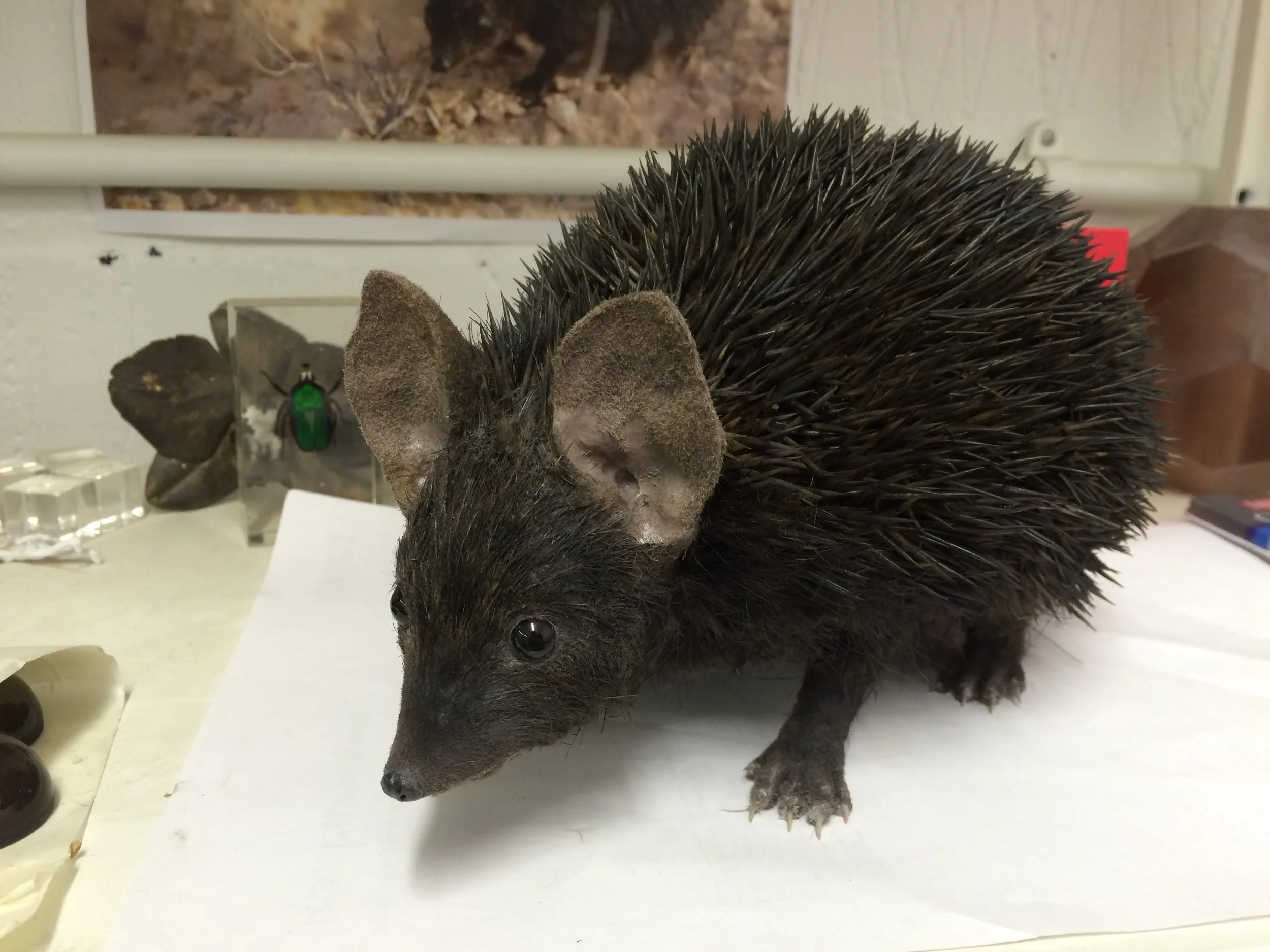 IMG_2074_2.jpg