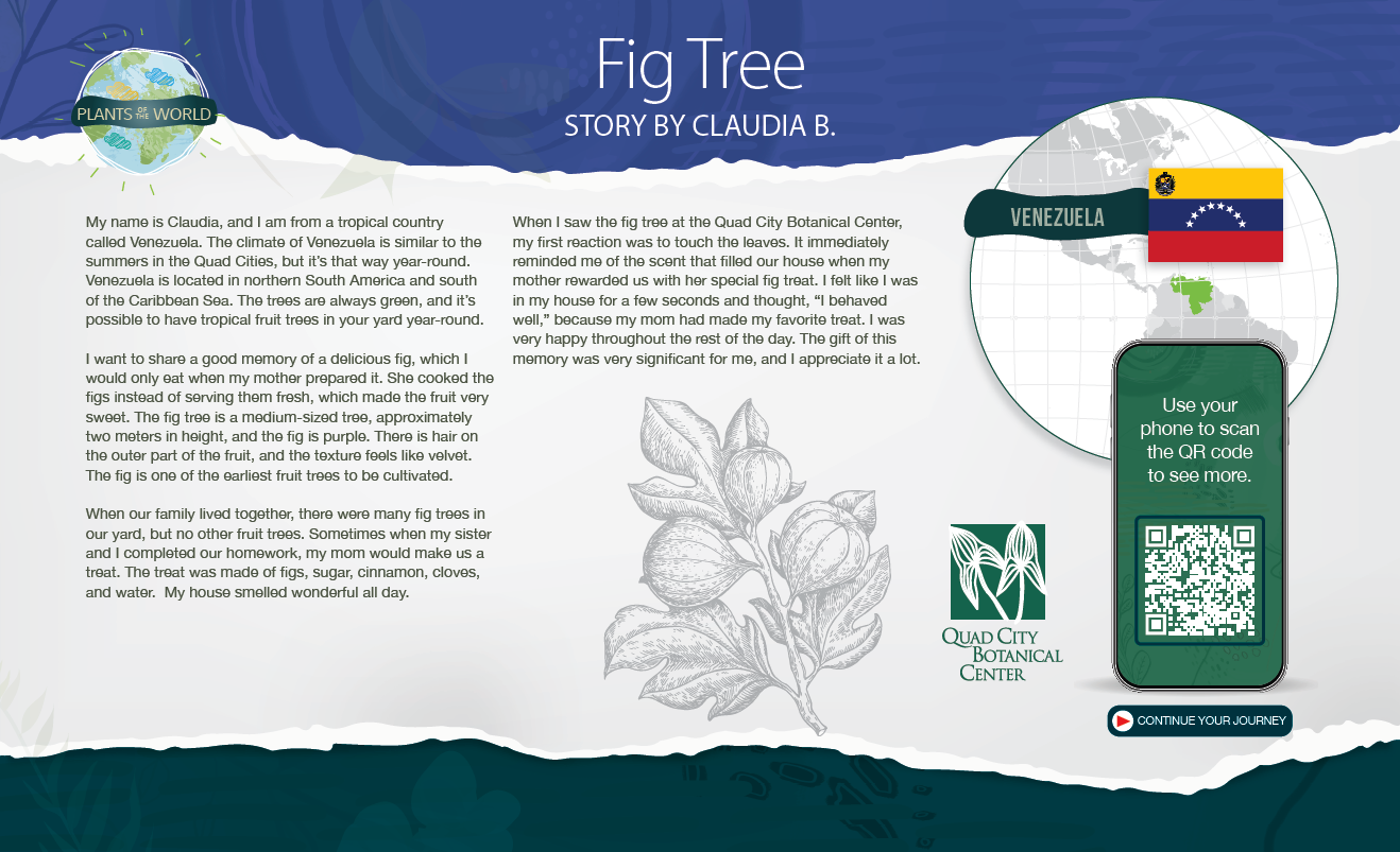 Educational poster titled 'Fig Tree' featuring information about Venezuela, a QR code, and an illustration of a fig tree and its fruit, with a logo of Quad City Botanical Center and a Venezuelan flag.