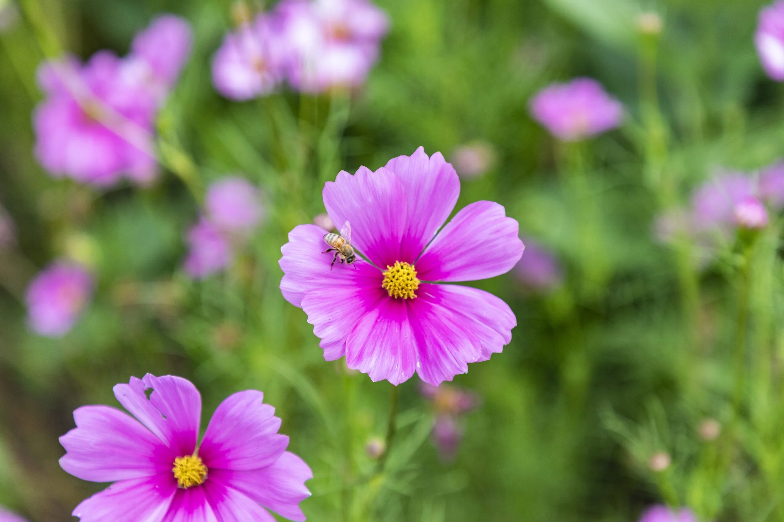 QCBC Pink Coneflower.jpg