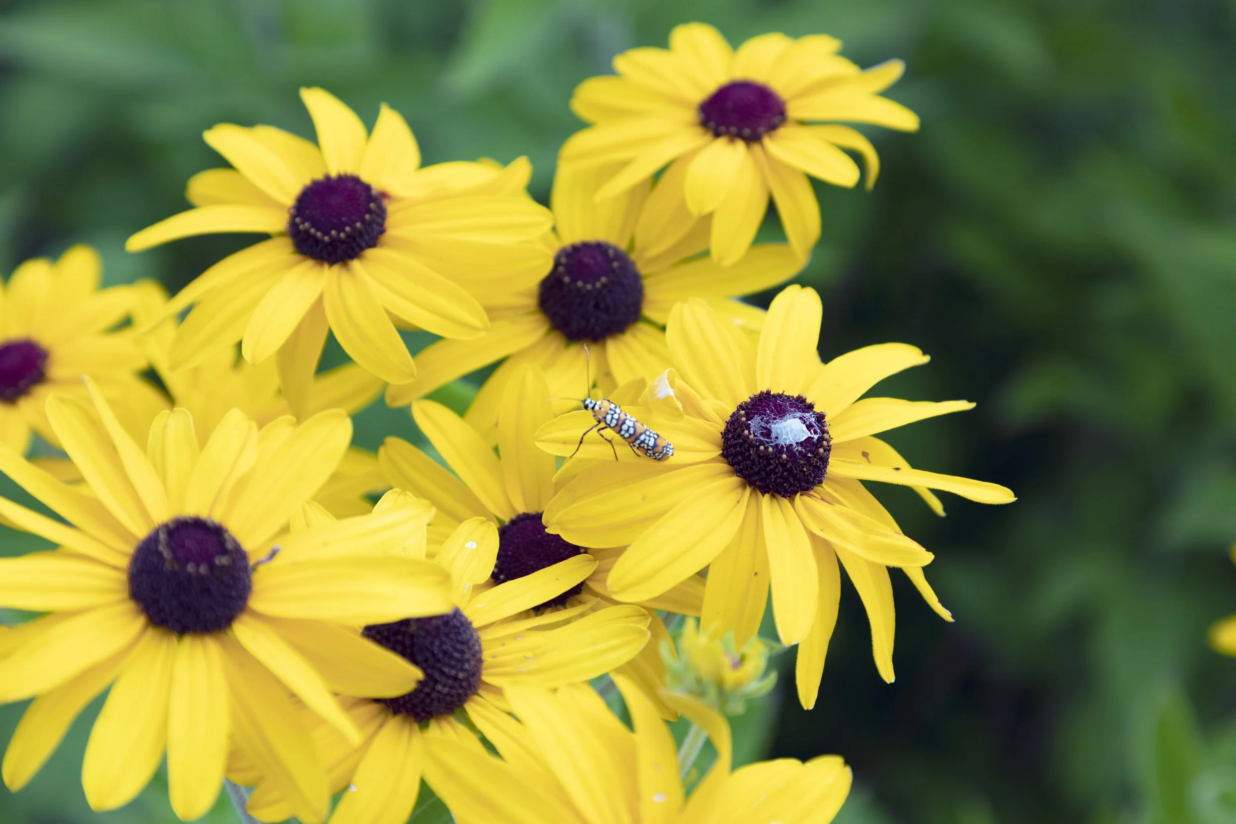 QCBC Rudbeckia.jpg
