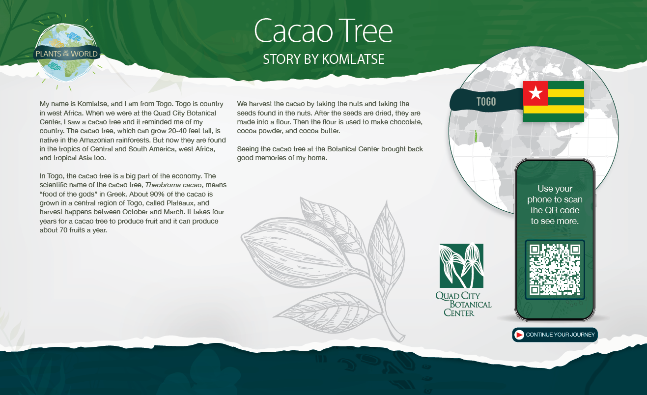 An infographic titled 'Cacao Tree' featuring information about Togo and its cacao production, with a map highlighting Togo, a QR code on a phone screen, and a logo for Quad City Botanical Center.