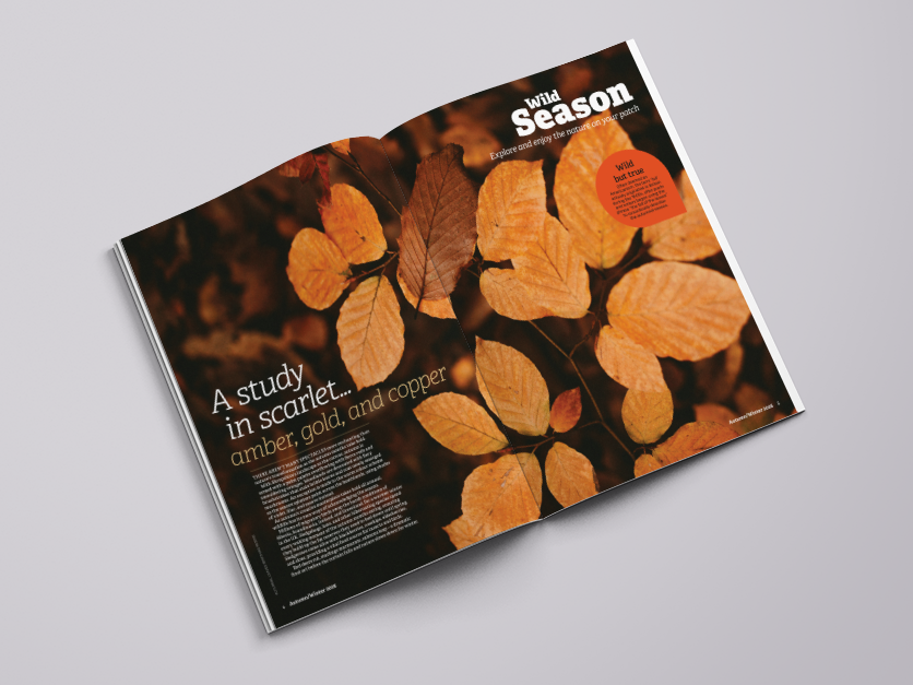 Magazine Mockup V2.png
