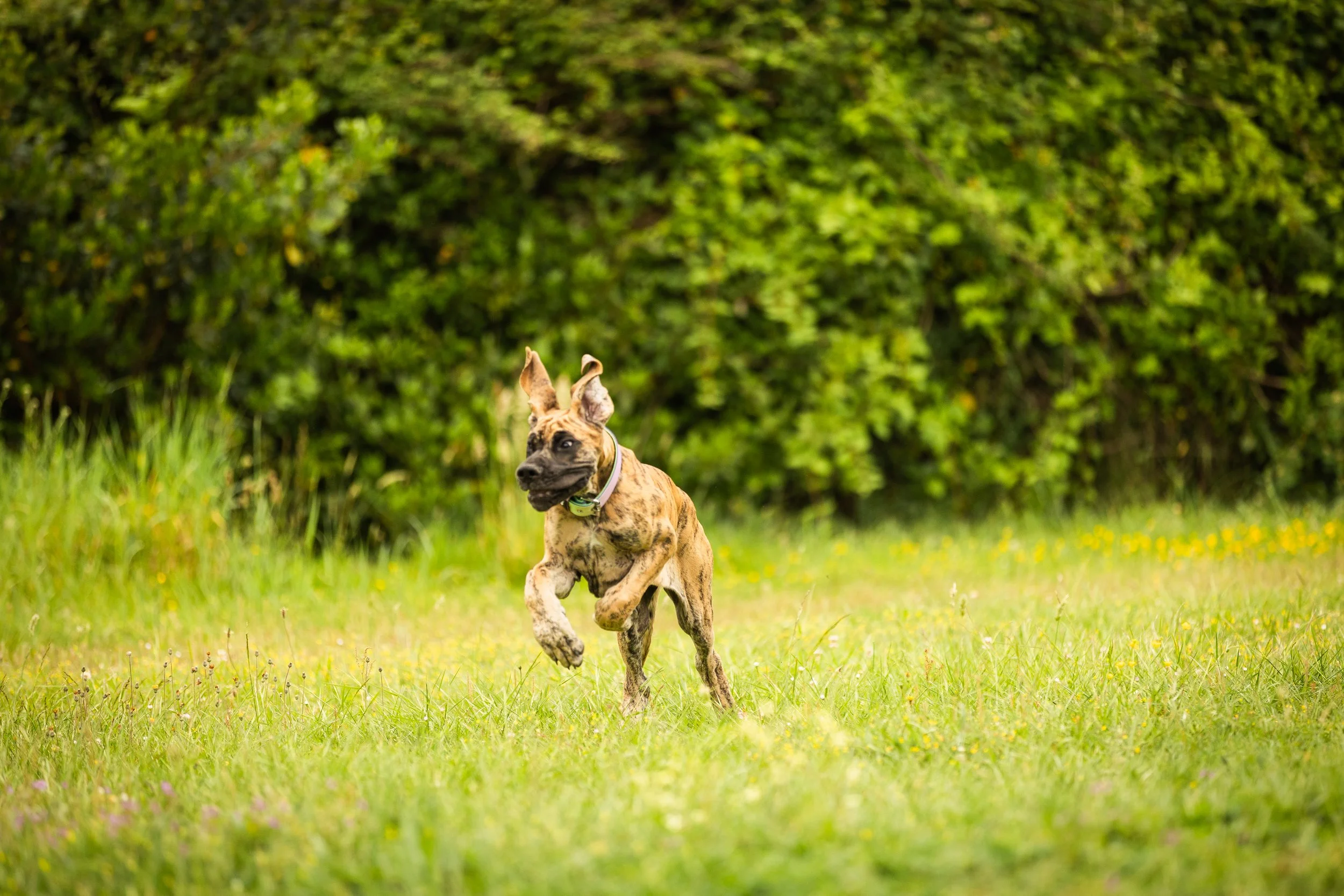 Emilie De Freitas Photographe spécialisée photo canine en Occitanie 
