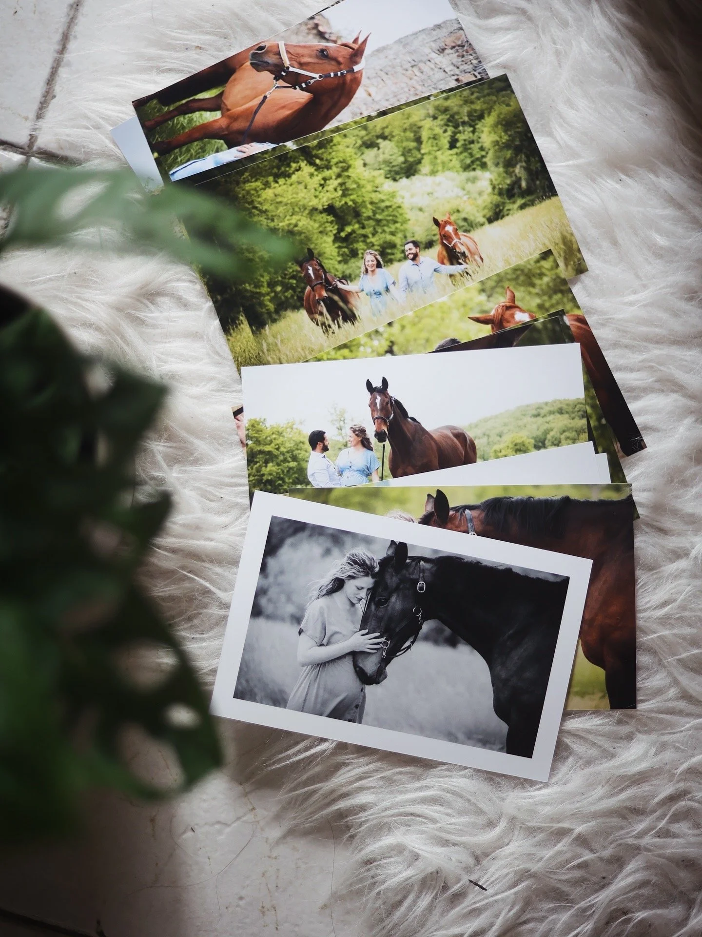 Une série de photos de chevaux, de personnes avec des chevaux dans un champ verdoyant, avec un décors naturel luxuriant.