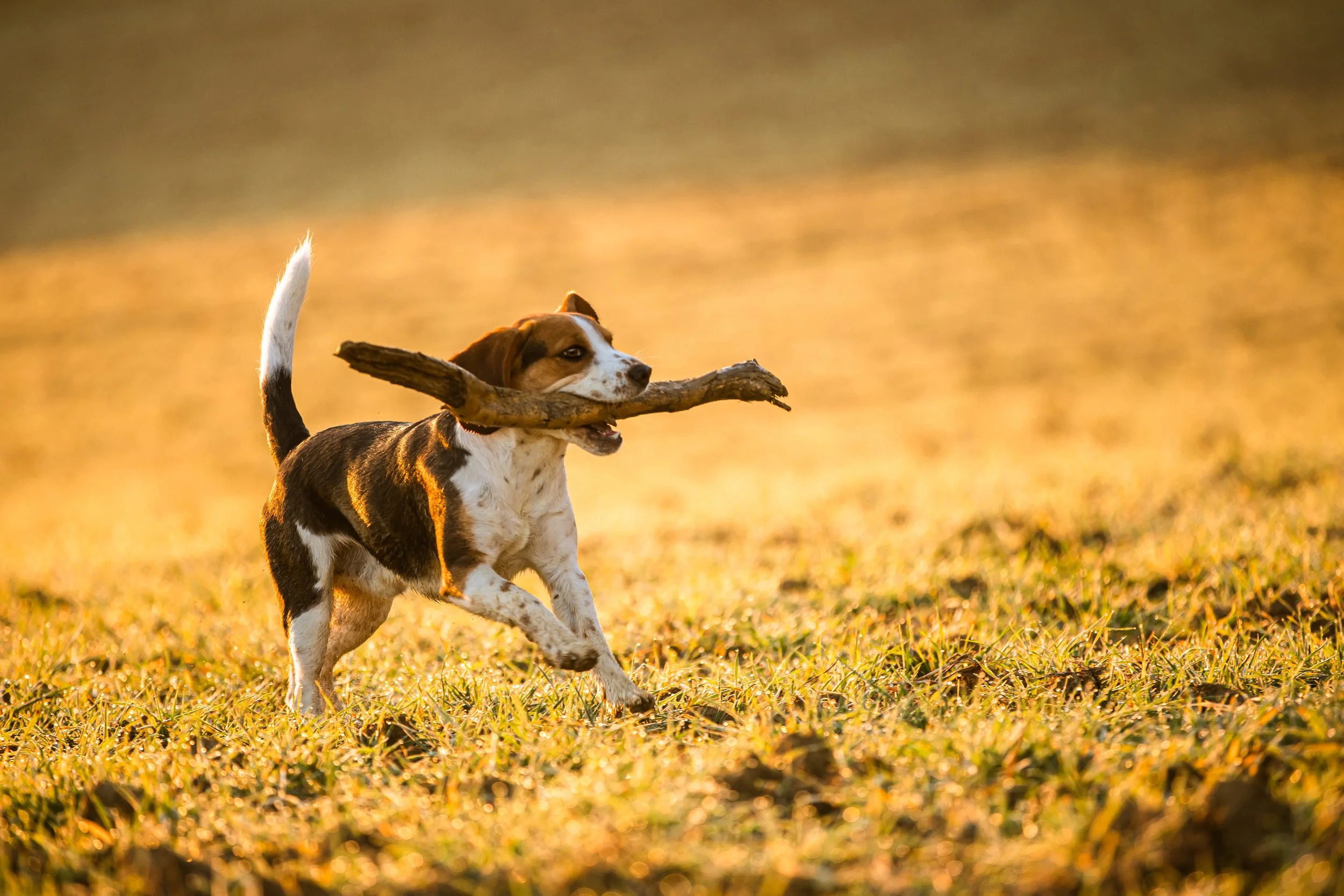 Emilie De Freitas Photographie spécialisée en séance canine et à la golden hour dans la région toulousaine
