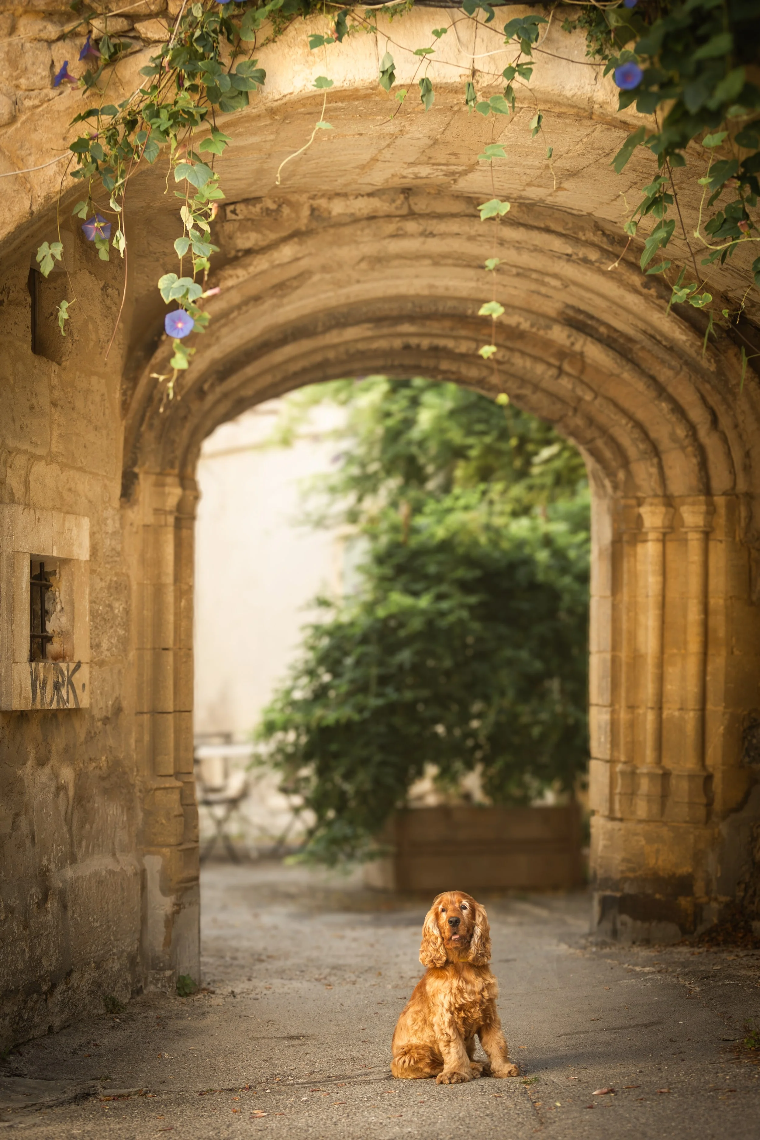 Emilie De Freitas Photographe spécialisée photo canine en Occitanie 