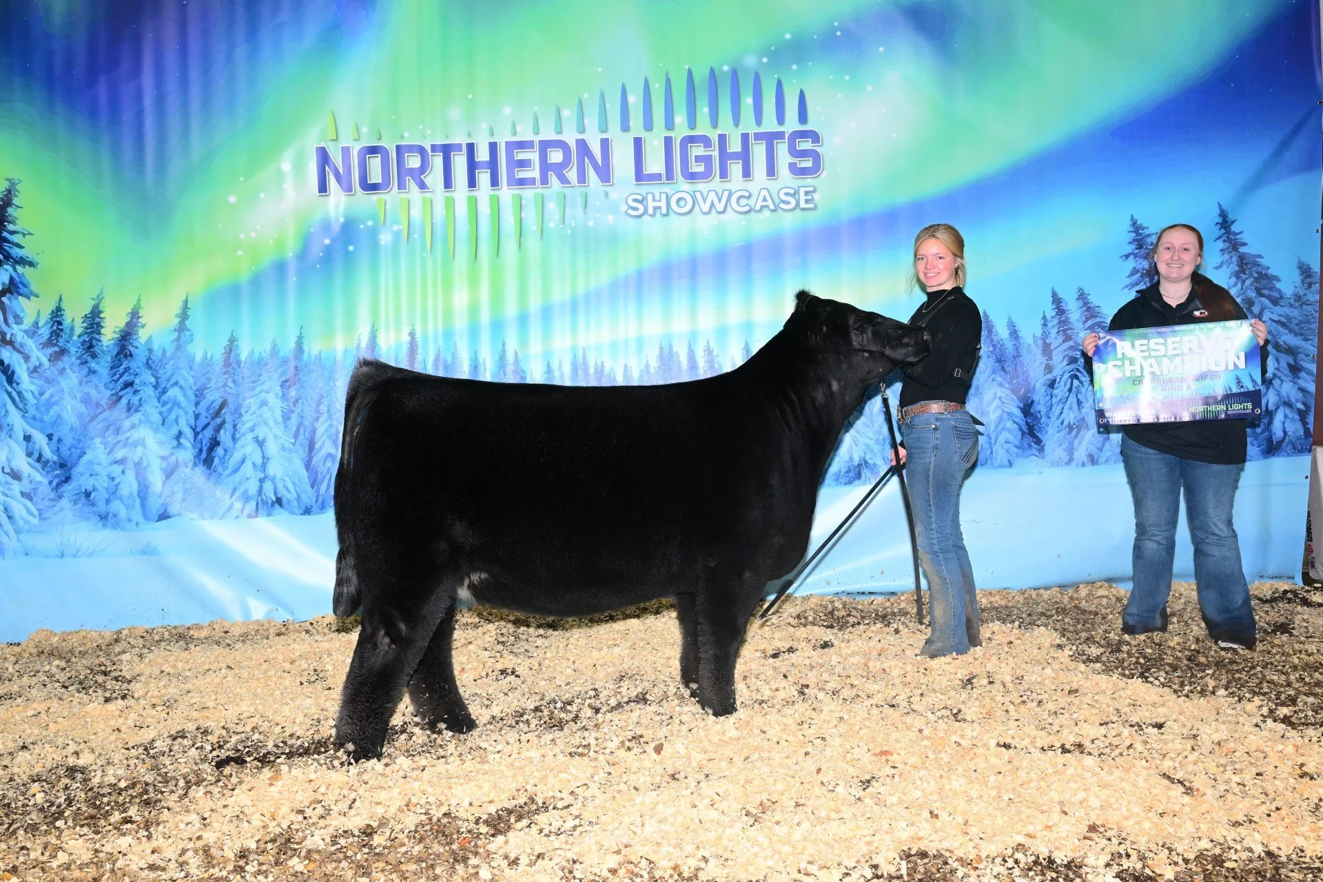 Two young women standing outdoors at the Northern Lights Showcase event. One is holding a reserved champion certificate and the other is holding a black cow, with a background of snow-covered trees and a northern lights display.