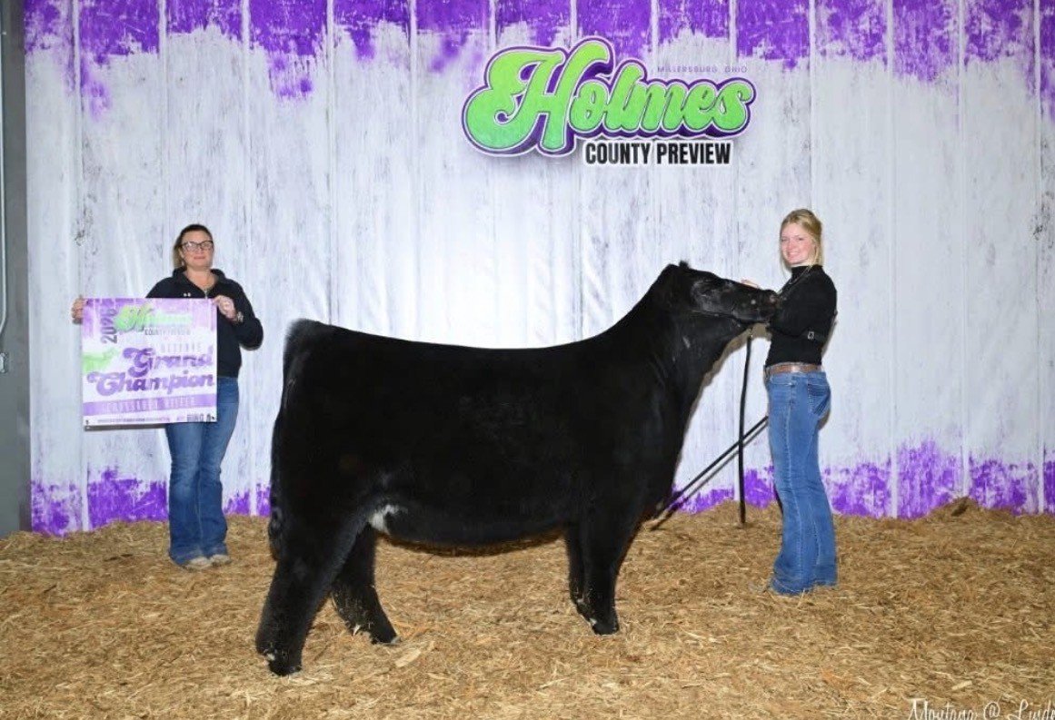 Two women are standing on either side of a large black steer at the Holmes County Preview livestock event. The woman on the left is holding a purple and white banner, and the woman on the right is holding the steer by a halter. The background features a white wall with purple accents and a green and purple sign reading 'Holmes County Preview.'