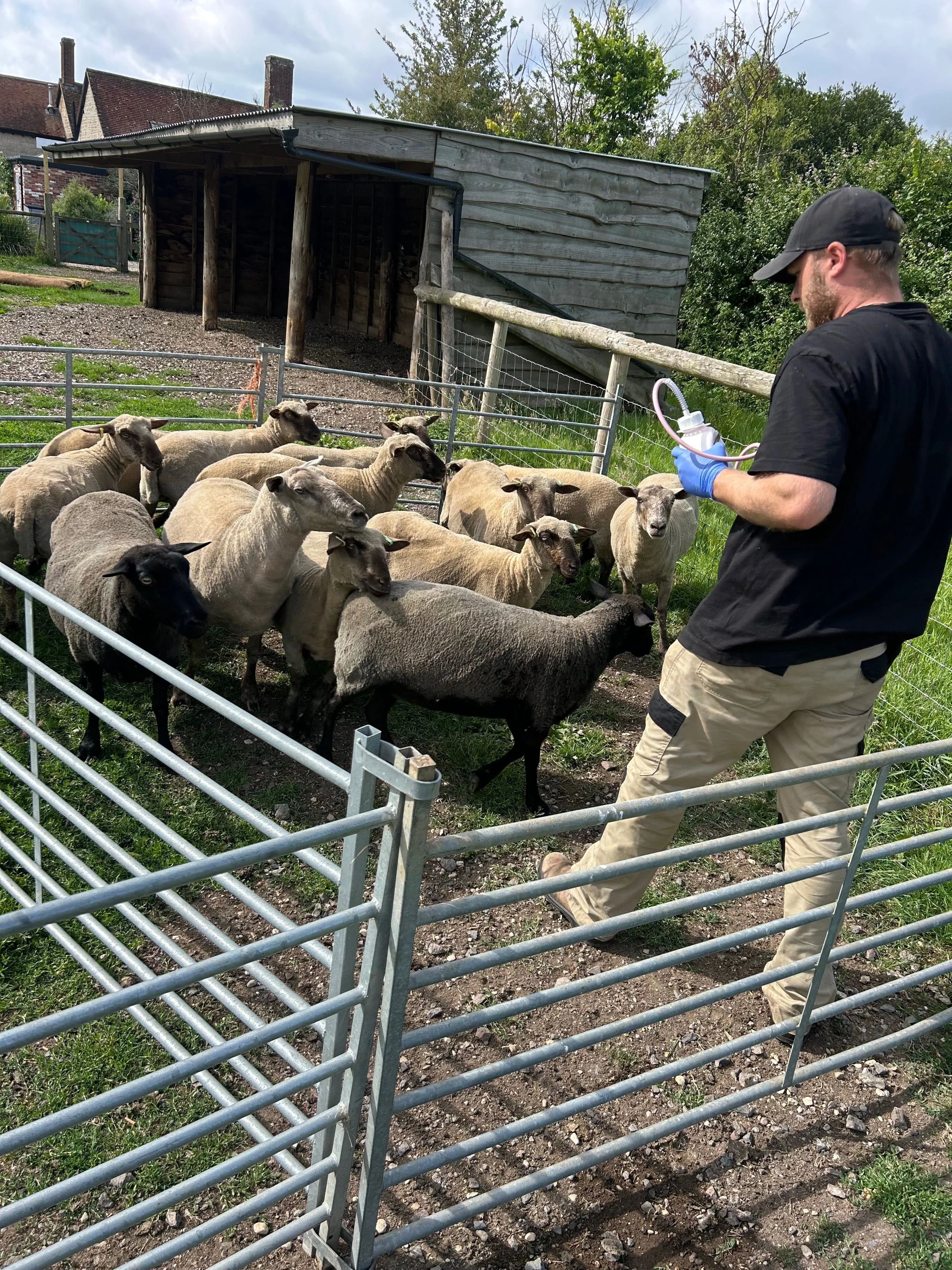 A man wearing beige pants, a black shirt, a cap, and gloves, holding a device, standing outside a fenced enclosure with sheep, a wooden shed, and trees in the background.