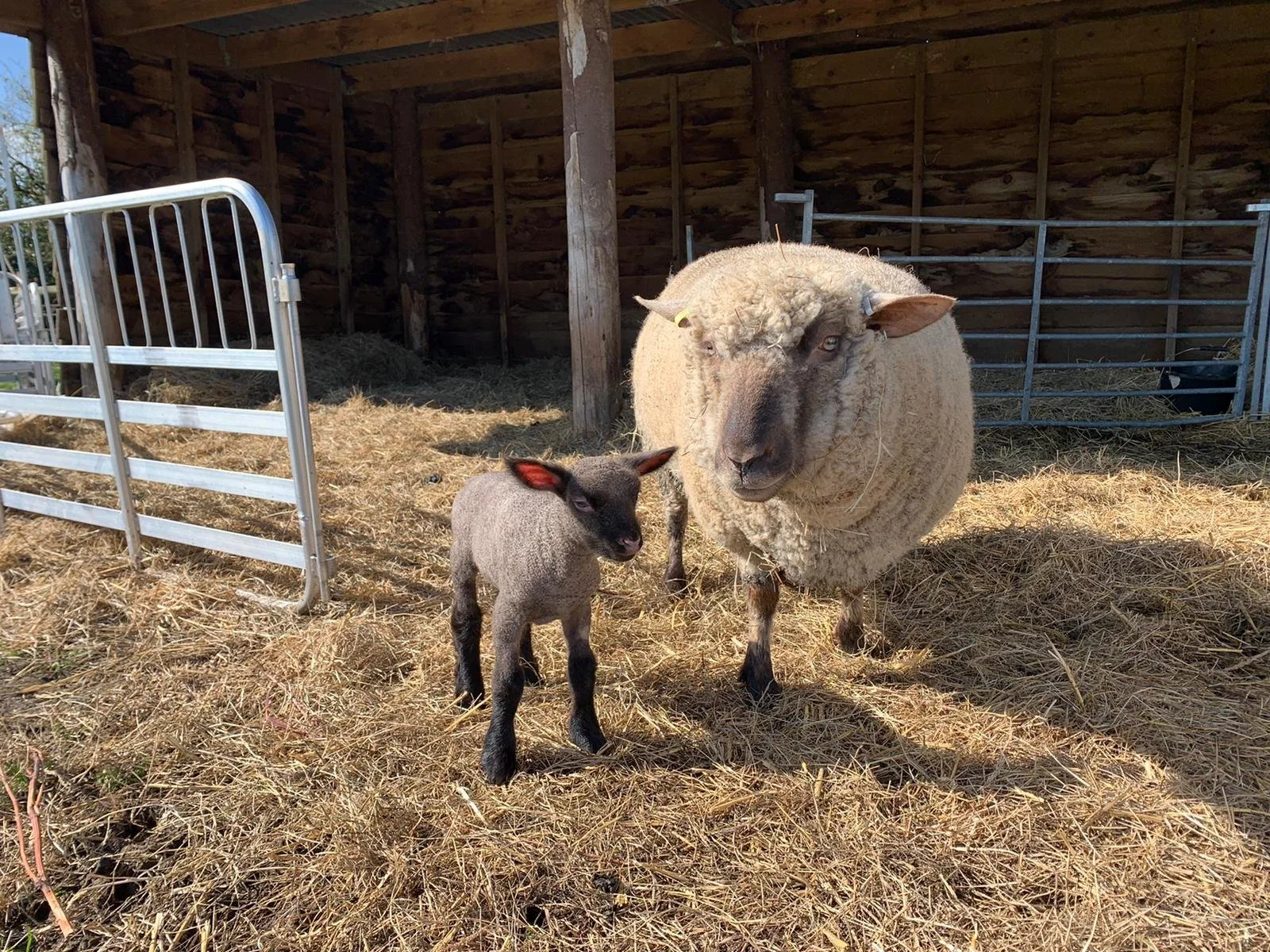 A sheep and a lamb standing on hay in a farm setting, enclosed by a metal gate and a wooden shelter.