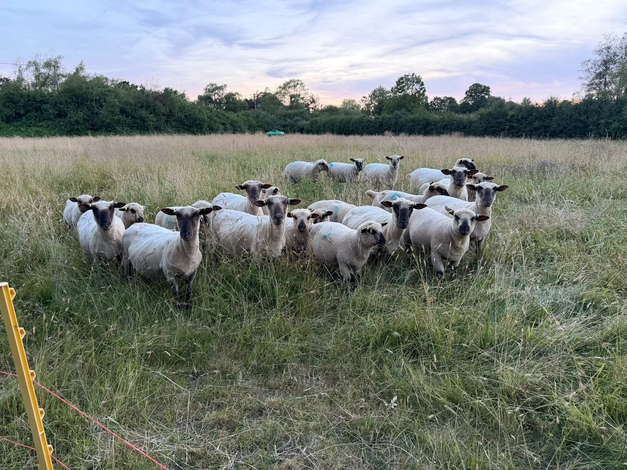 A flock of sheep standing in a grassy field with trees and a partly cloudy sky in the background.