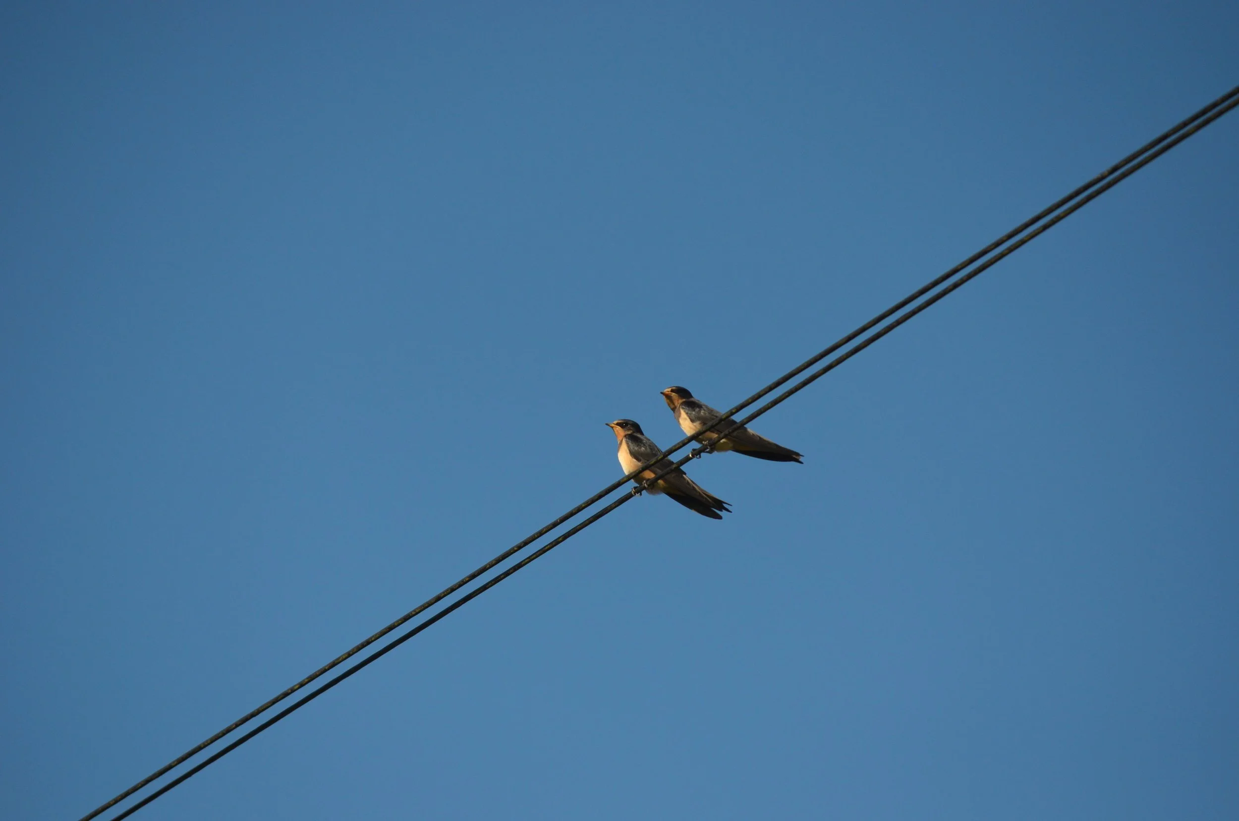 Two birds perched on power lines against a clear blue sky.