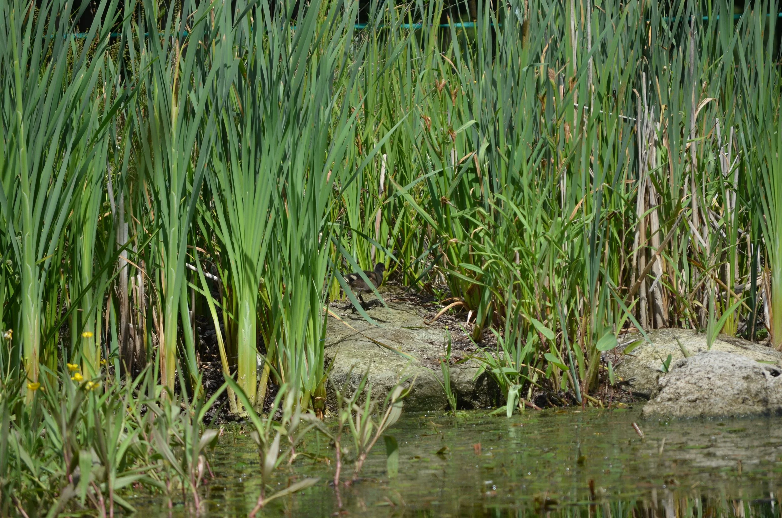 Tall green grass and reeds growing along the edge of a wet, marshy area with some patches of water and algae.
