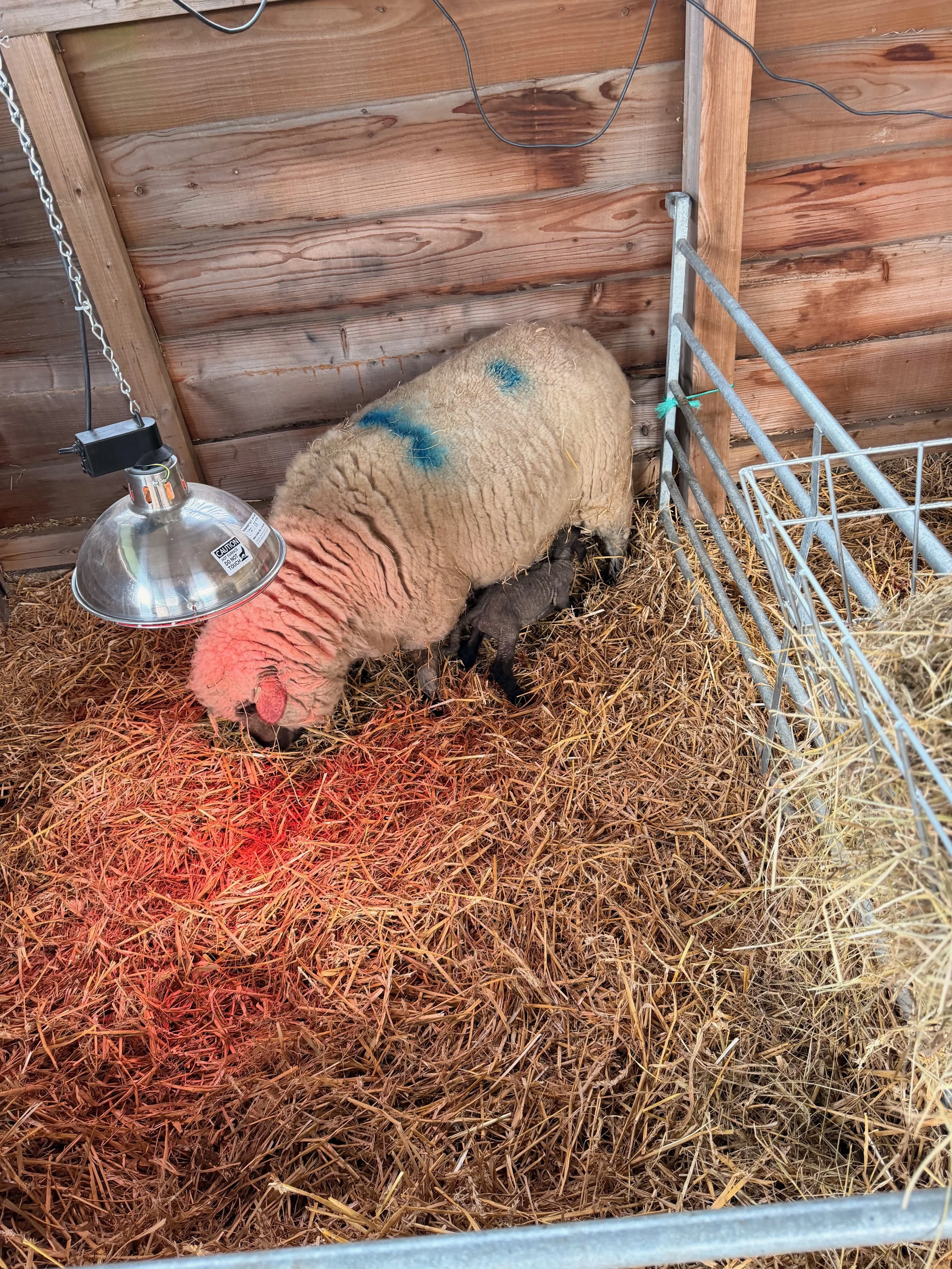 A sheep and her lamb lying on straw inside a wooden shaded pen, with a heat lamp hanging overhead.