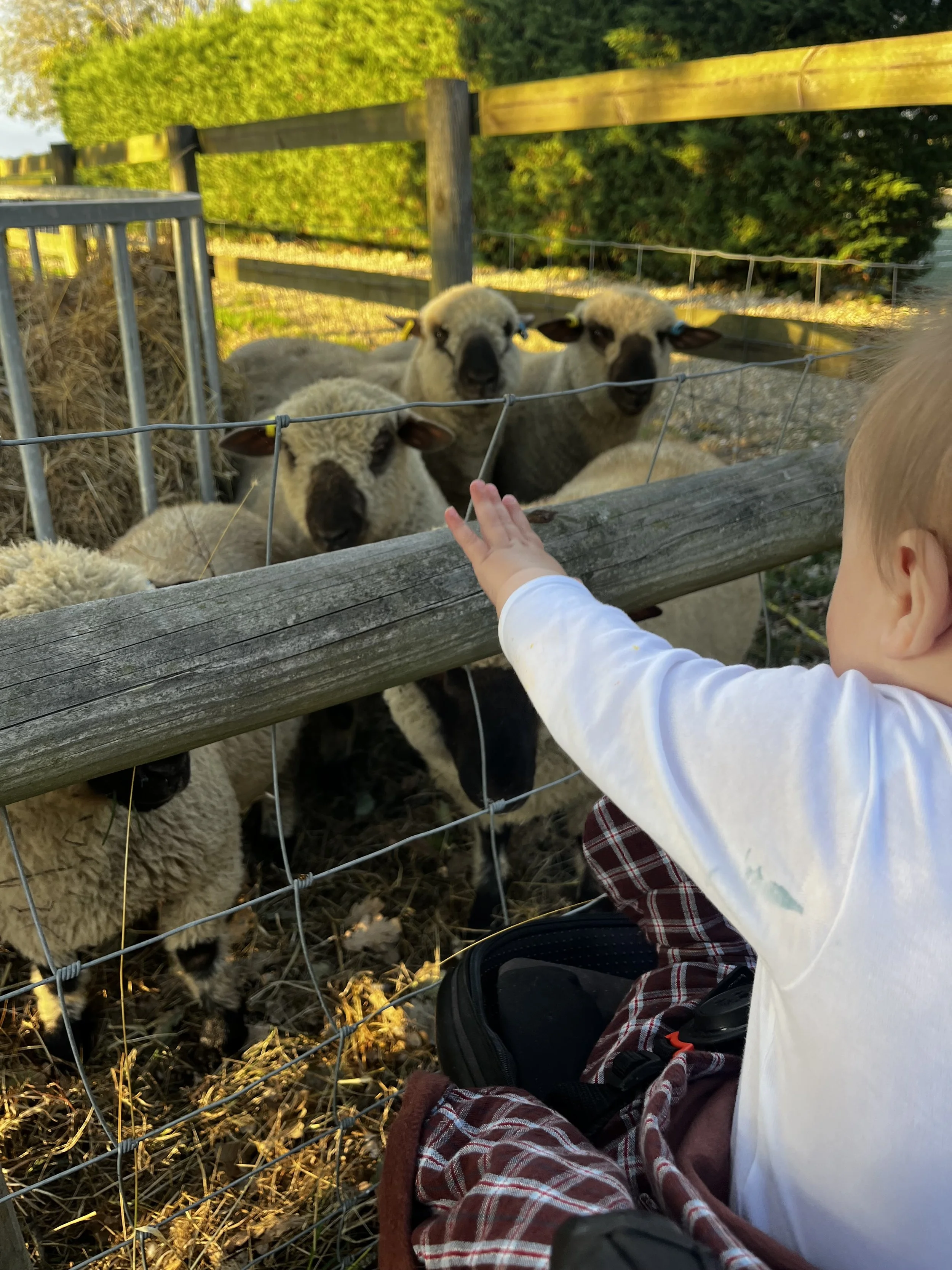 Child reaching out to pet a group of sheep through a wooden and wire fence in a farm setting with green trees in the background.