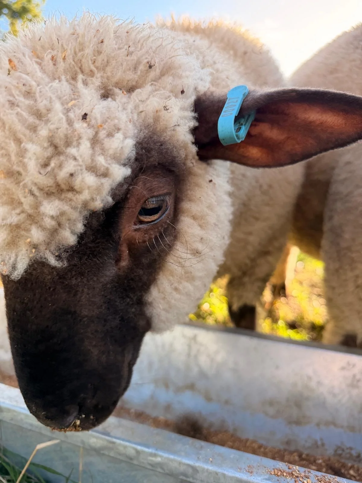 Close-up of a sheep's face showing its woolly fleece, eye, and ear with a blue ear tag, standing outdoors with sunlight.