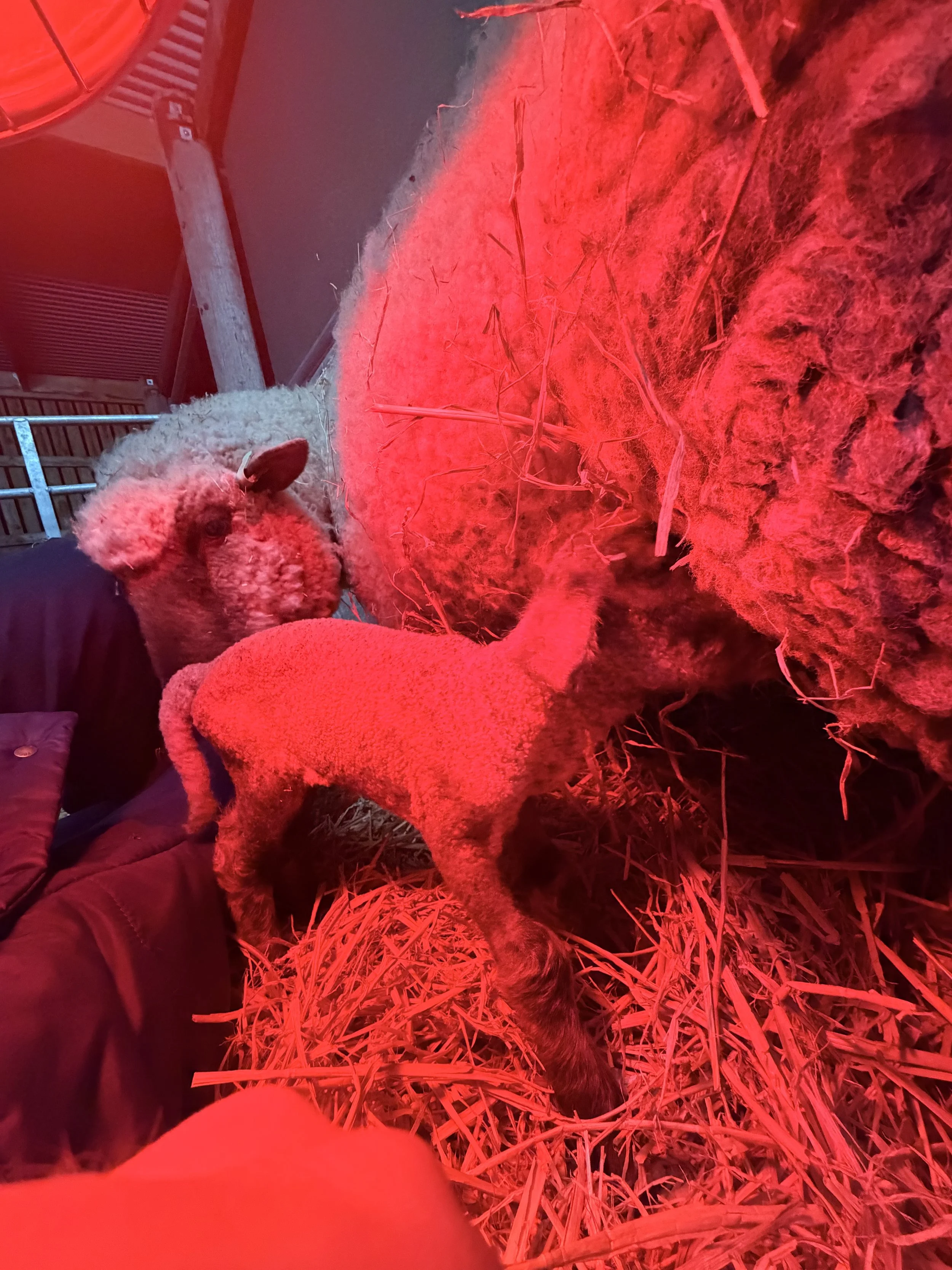 A sheep lying on straw next to a cat, both illuminated by red light, inside a barn or stable.