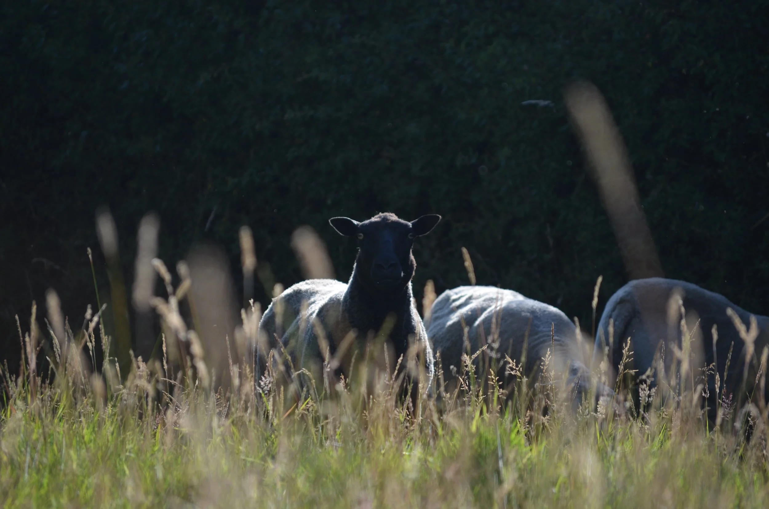 A black sheep standing among white sheep in a grassy field at dusk, with trees in the background.