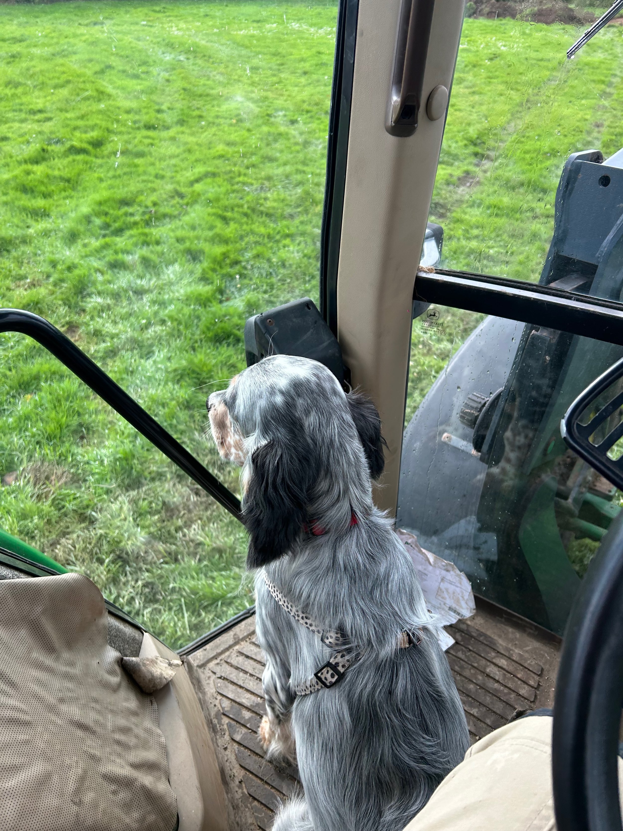 A dog sitting inside a green tractor or machine cab, looking out through the glass at a grassy field.