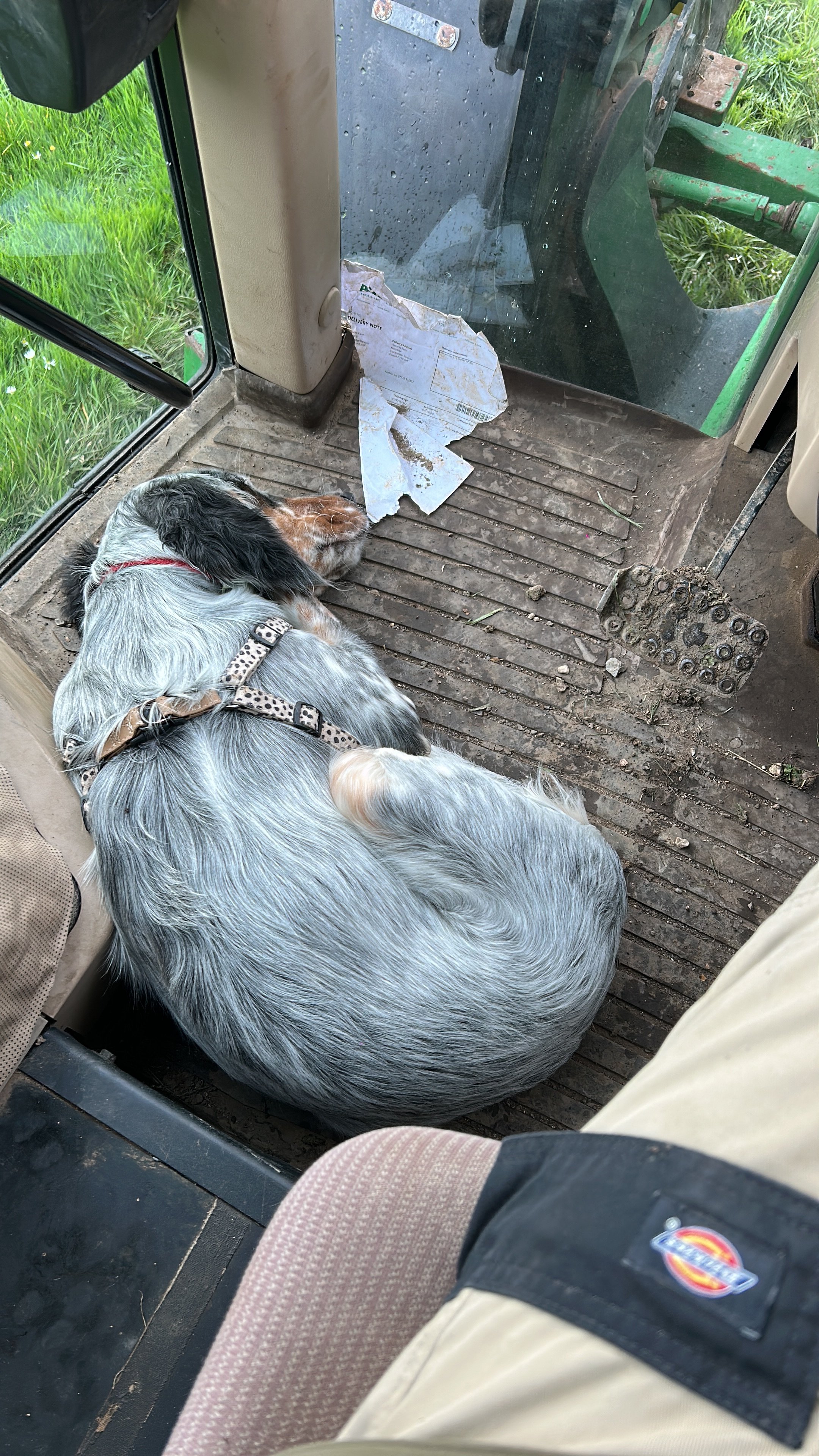 A dog lying on the floor of a vehicle, resting next to a torn delivery note, with the vehicle's door open showing green grass outside.
